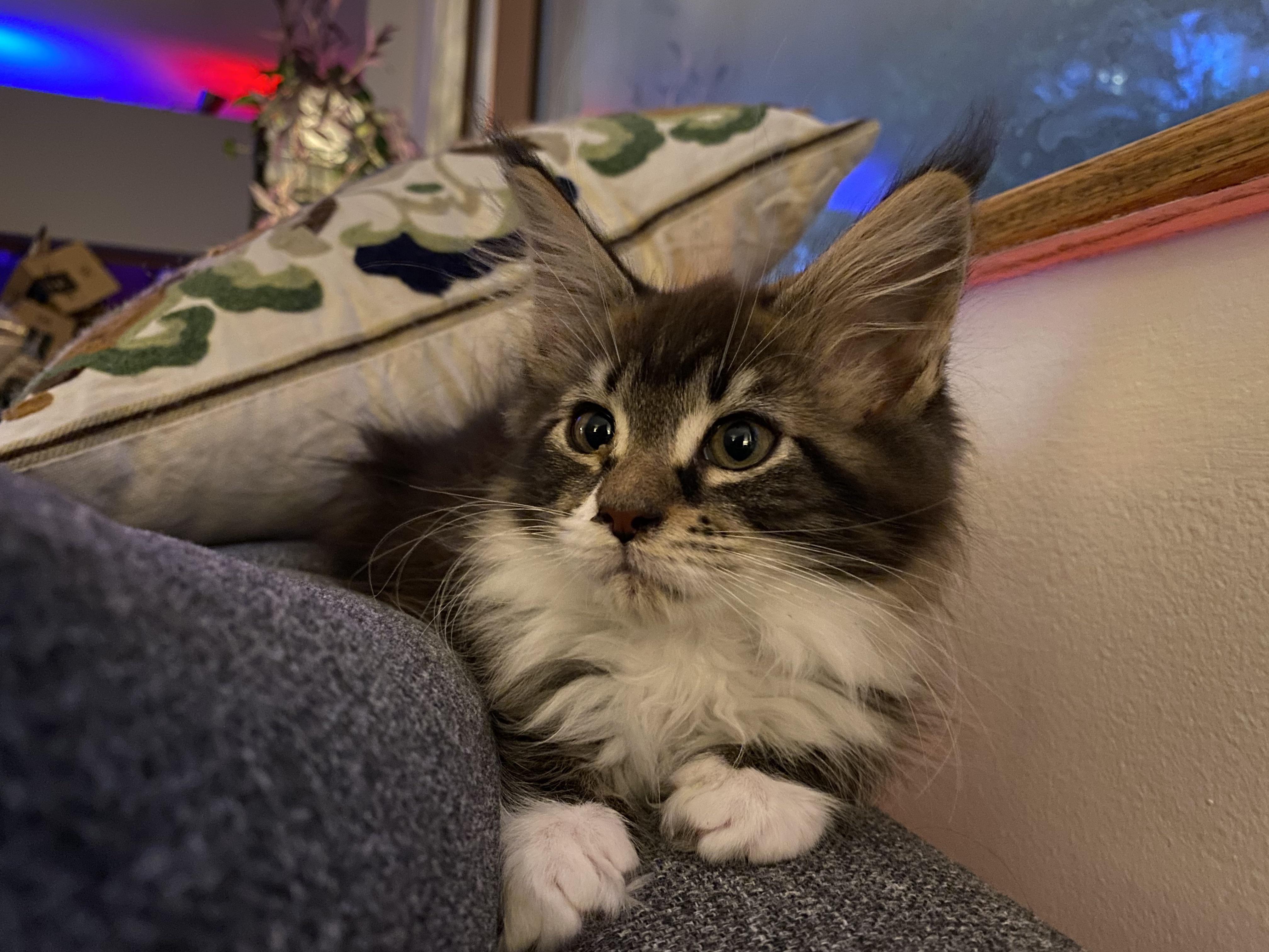 Curly belly won’t let me brush her! mainecoons