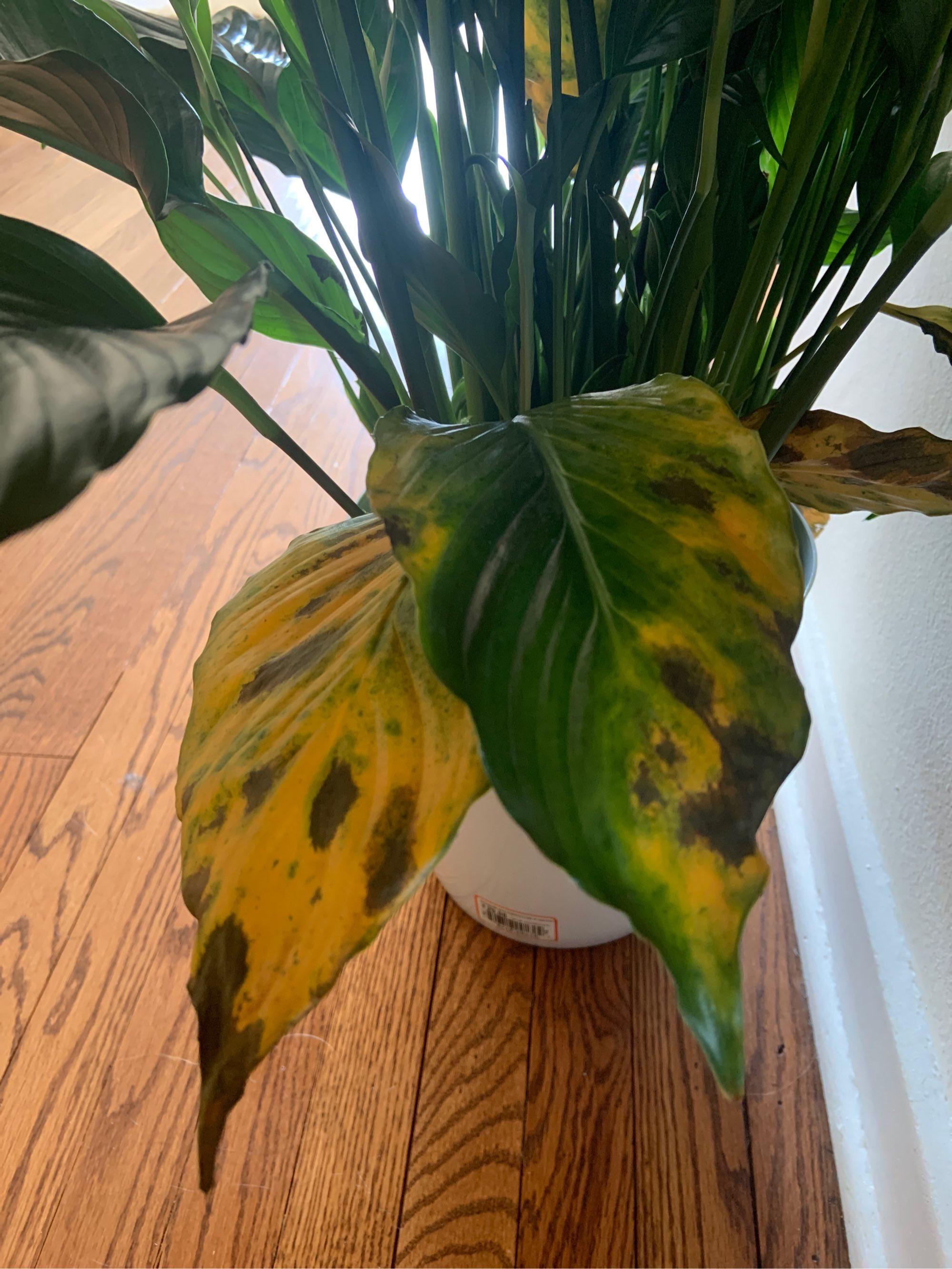 Yellowing peace lily leaves. Anyone know why? r/plantclinic