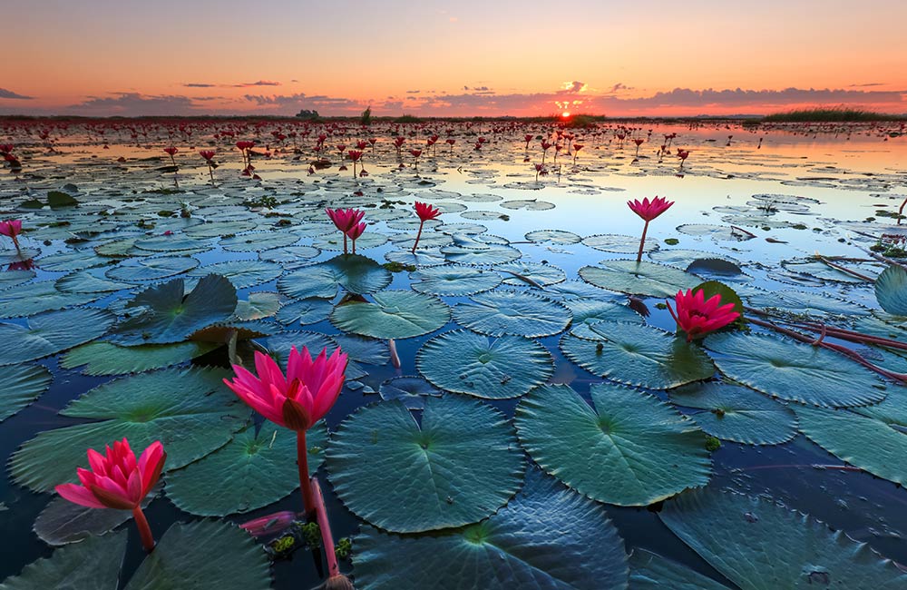 Beautiful pic of Lotus from Madhya Pradesh Gulwat Lotus Valley near Indore r/indianews