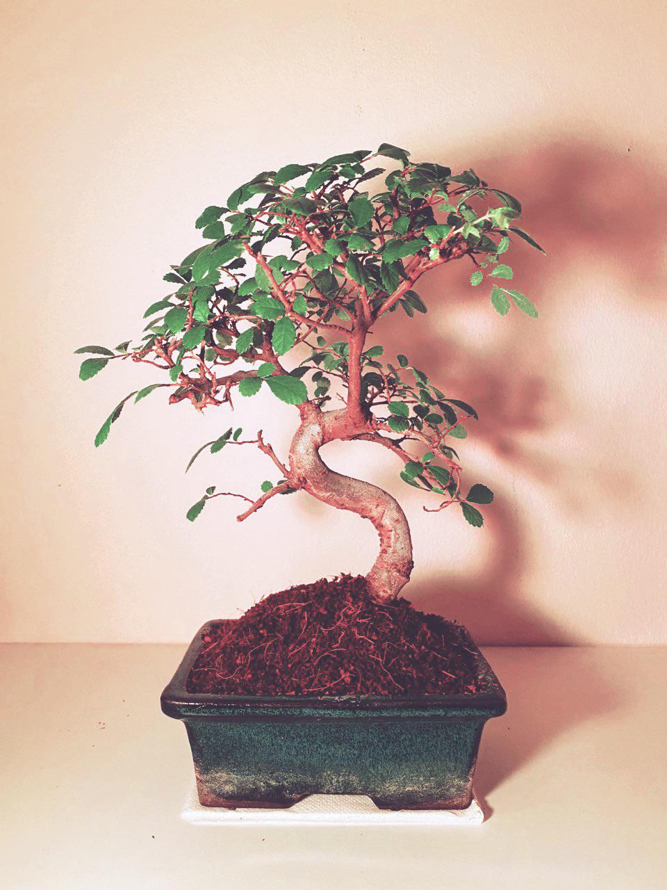 My second bonsai (Chinese elm). r/BonsaiPorn