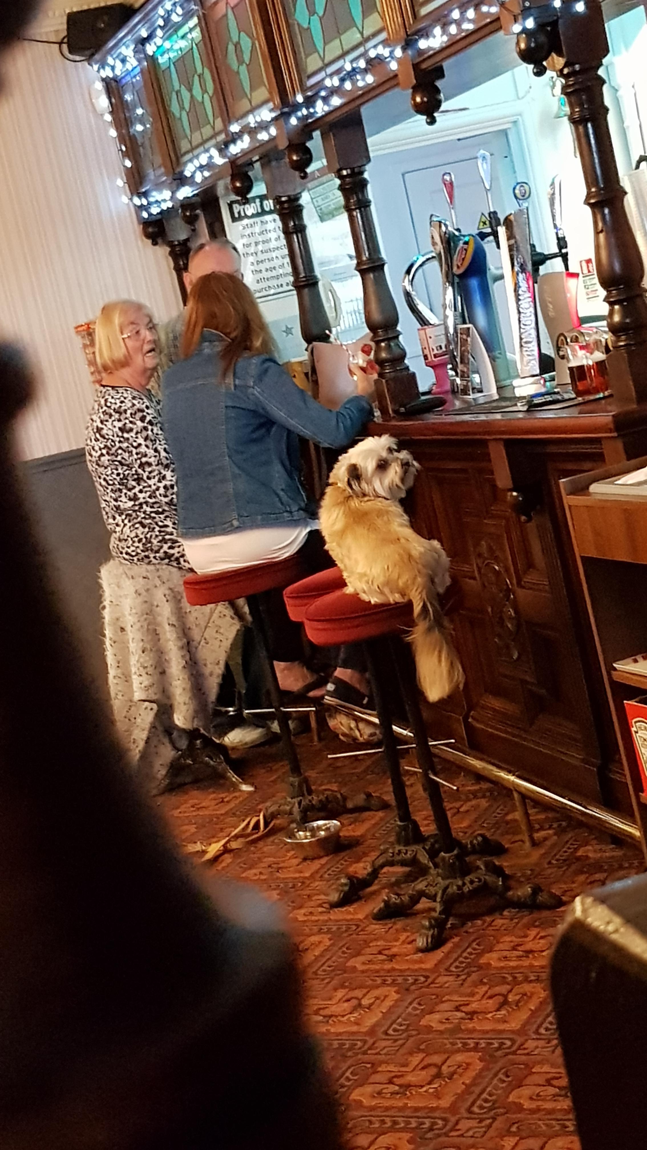 Dogfriendly pubs are the best thing ever. r/CasualUK
