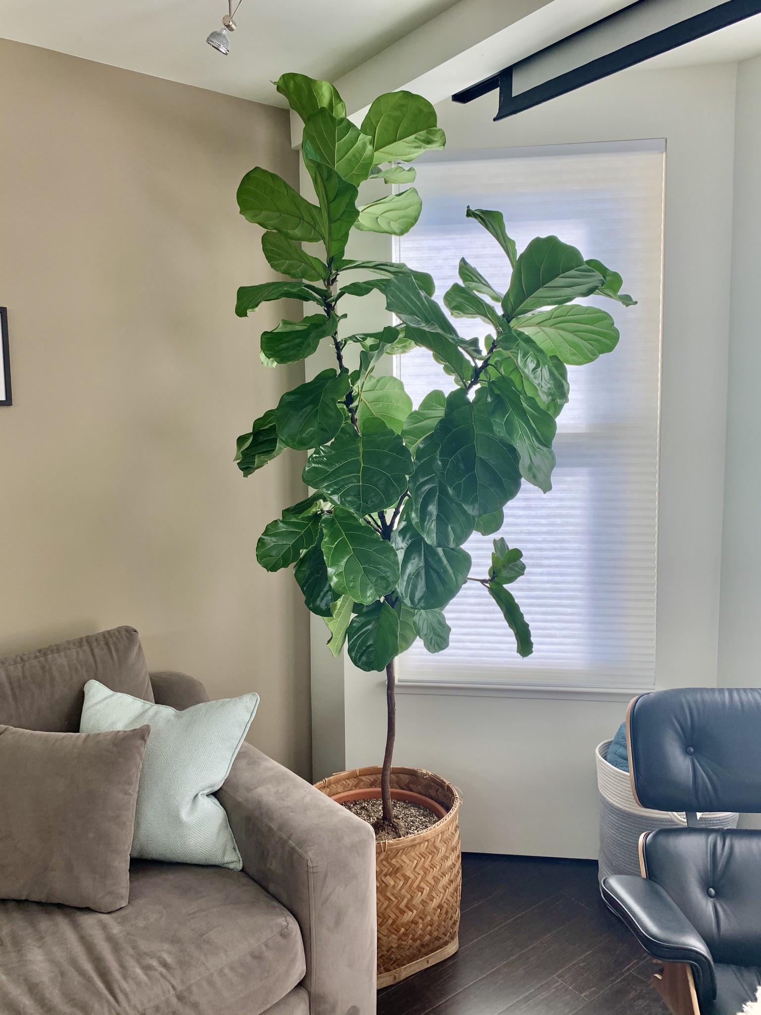 Help requested on how to successfully prune my fiddle leaf tree! r