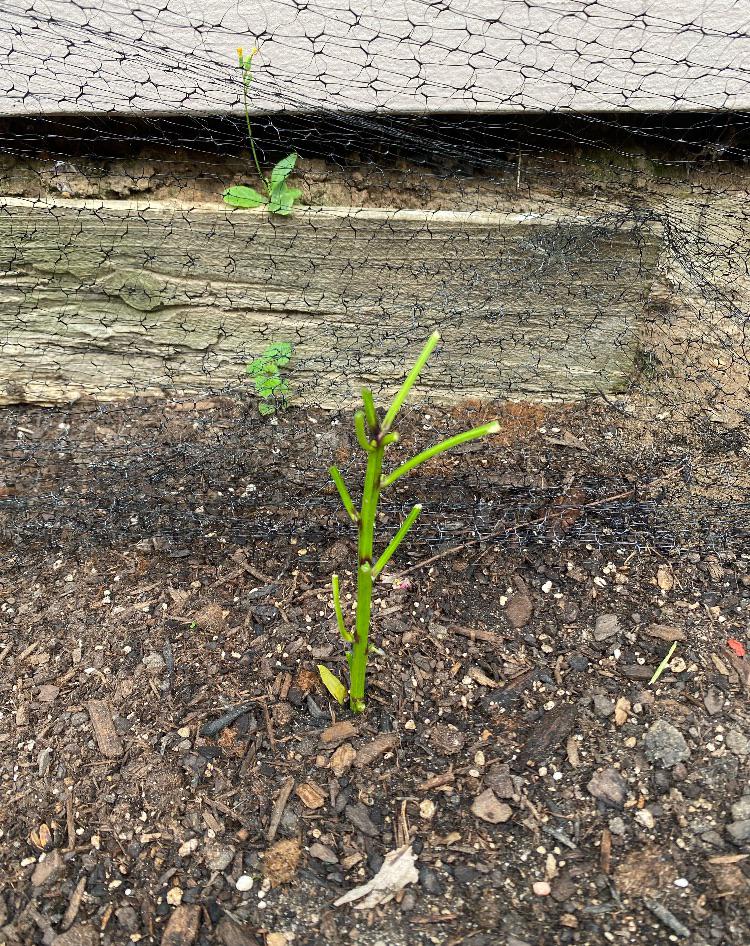 Something is eating my plants. r/gardening