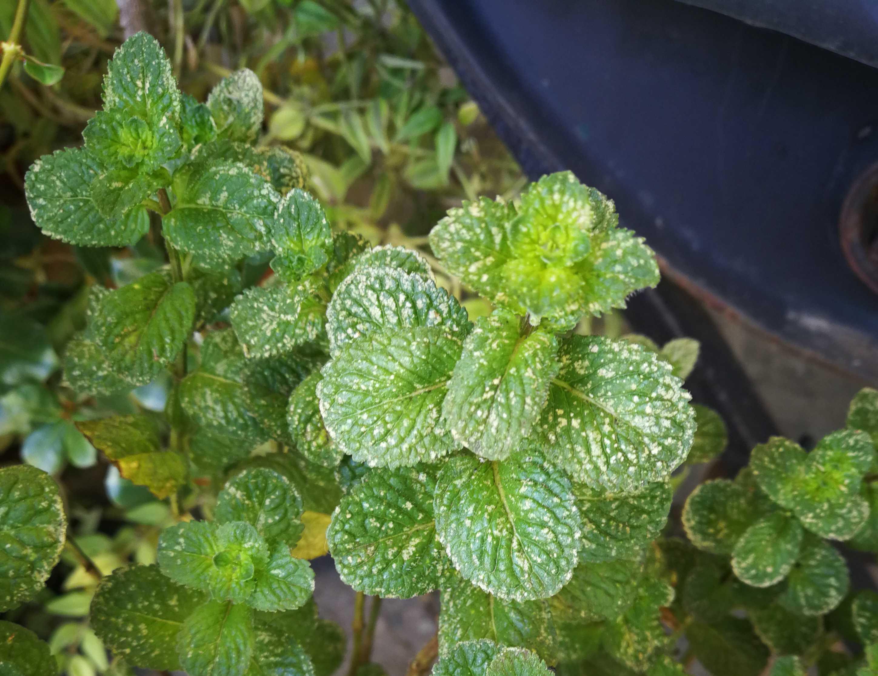 Mint White Spots on leaves r/plantclinic