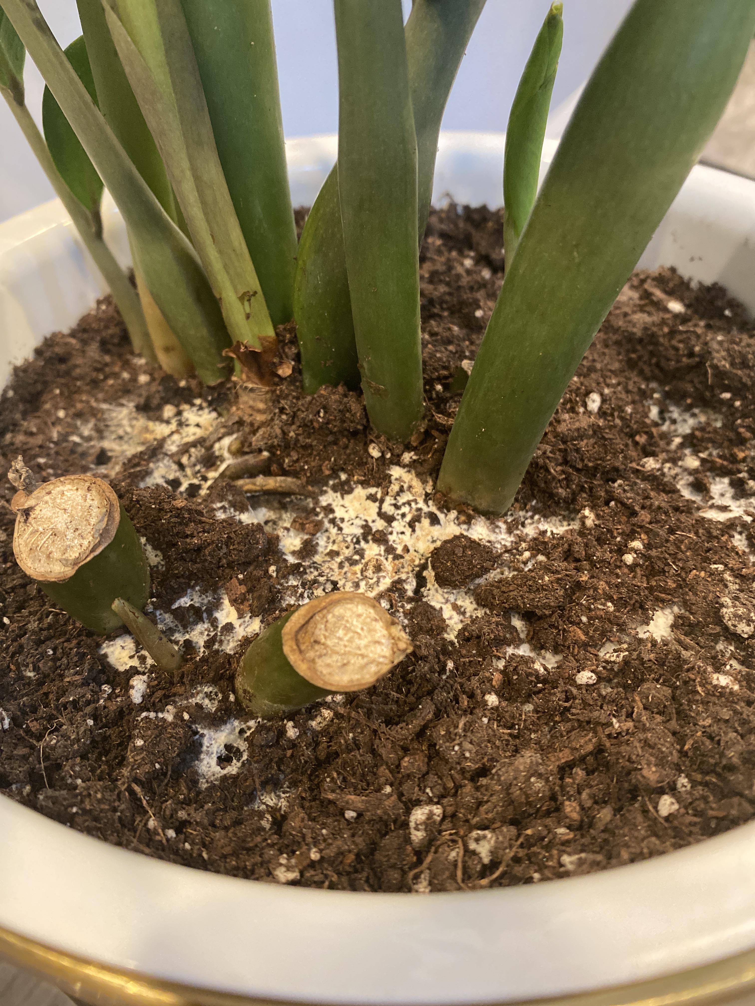 My poor ZZ plant developed a ton of mold on its soil surface. I think