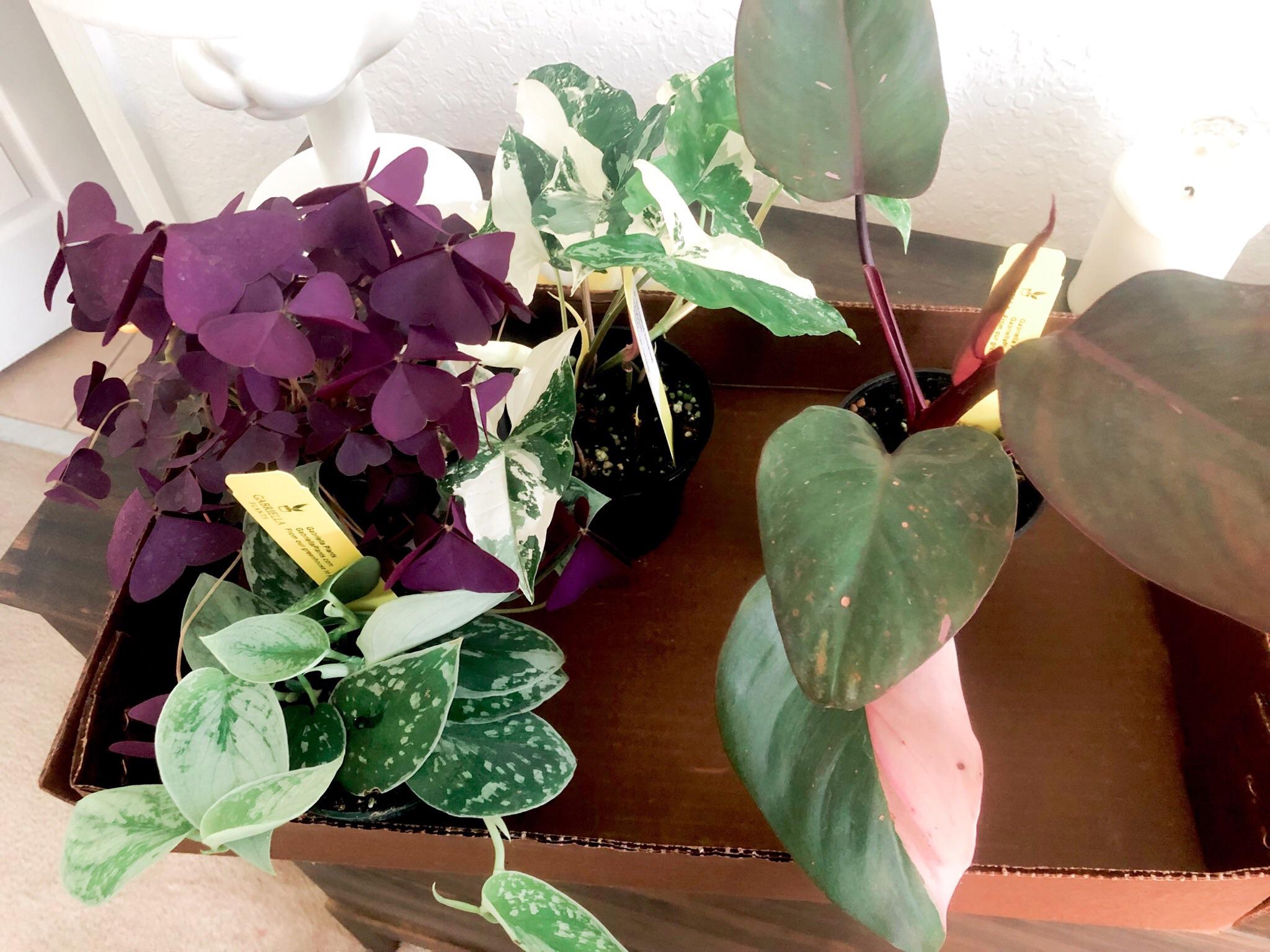 This was sold as a Burgundy Princess Philodendron but it has a pink leaf, and a stem that is