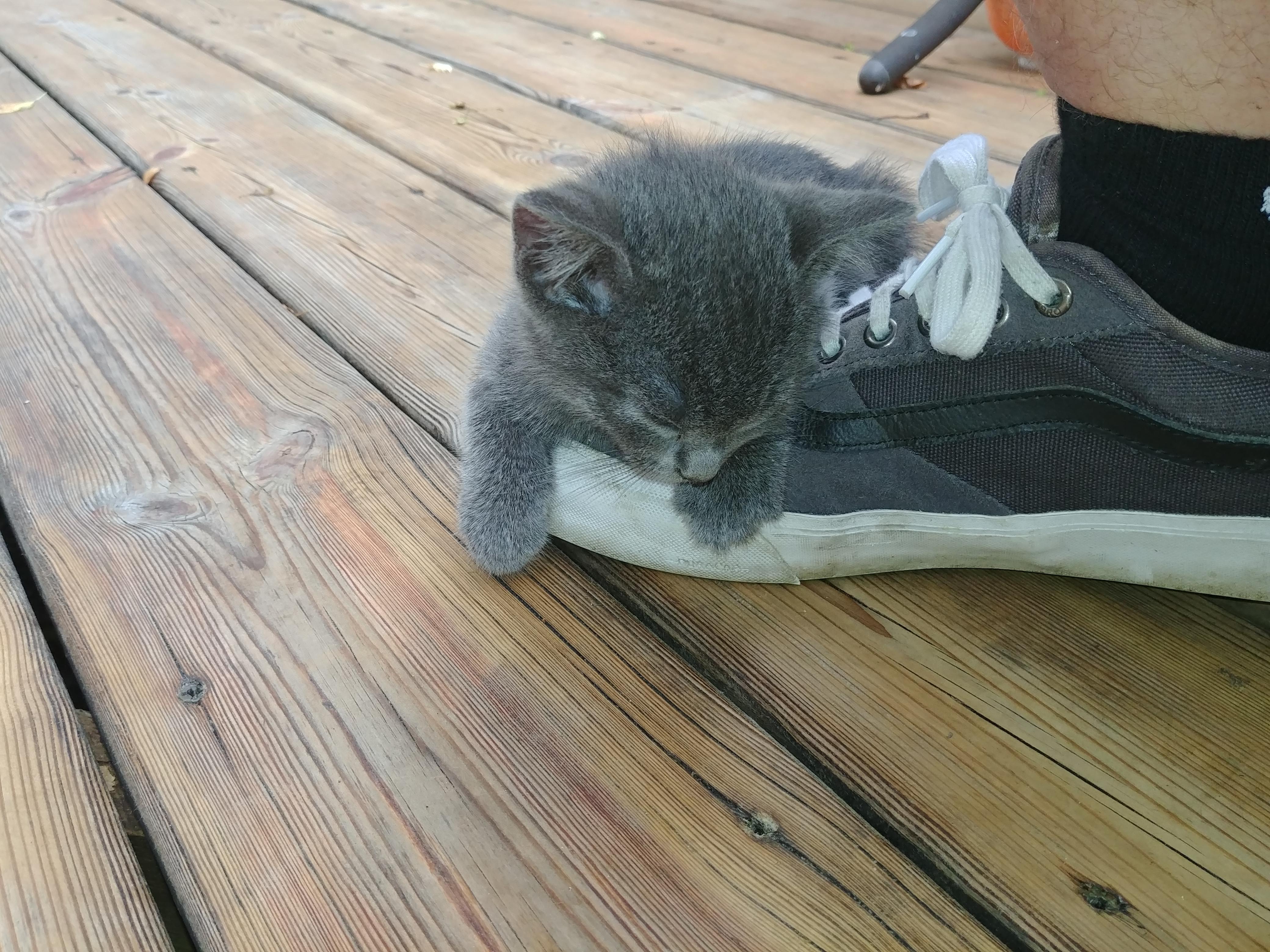 Two stray kittens showed up on my friend's porch. Here is one of them sleeping on my shoe. r/cats