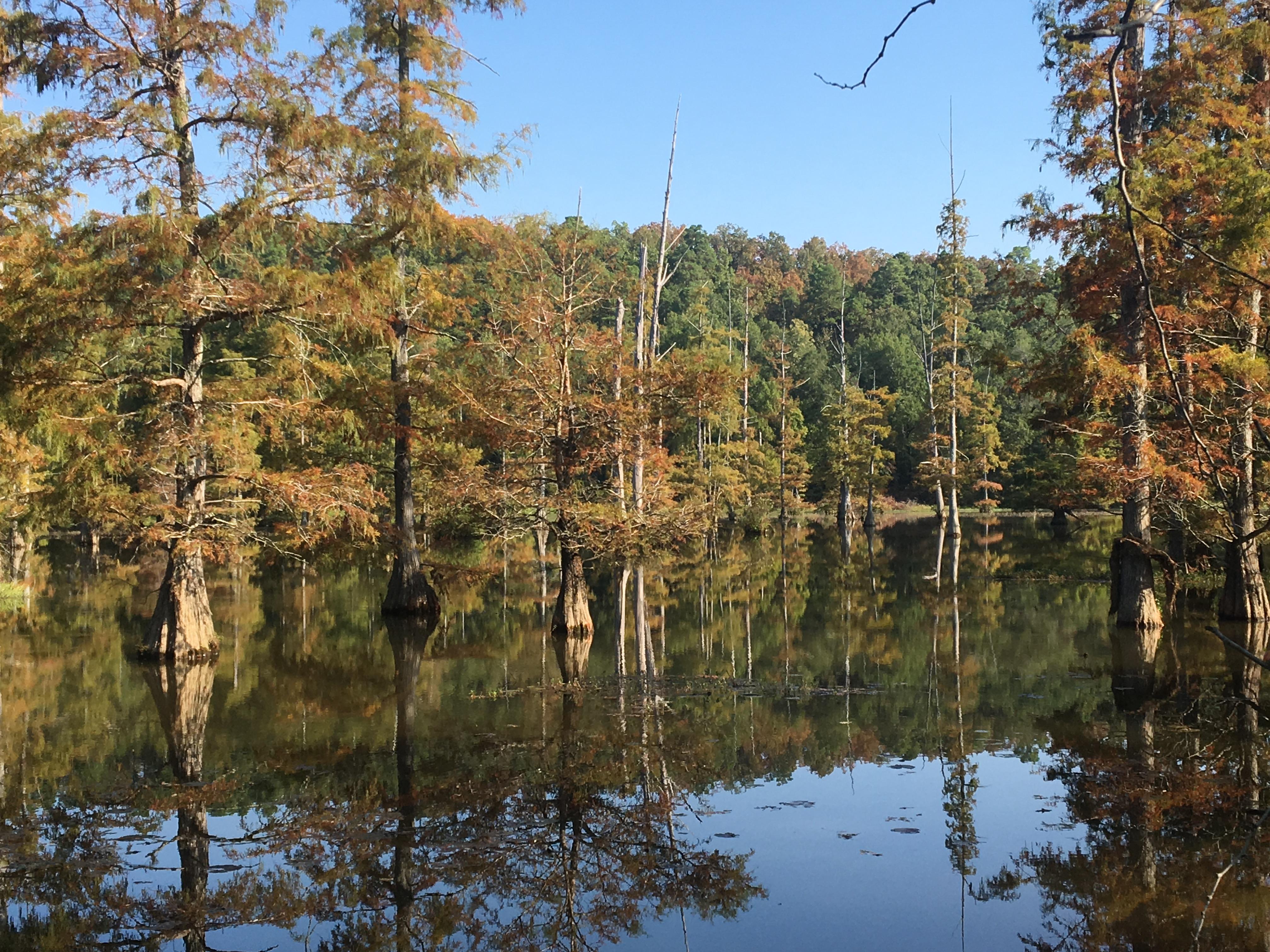 Baldcypress trees on the Little Maumelle River at Ranch Woods North. r/Arkansas