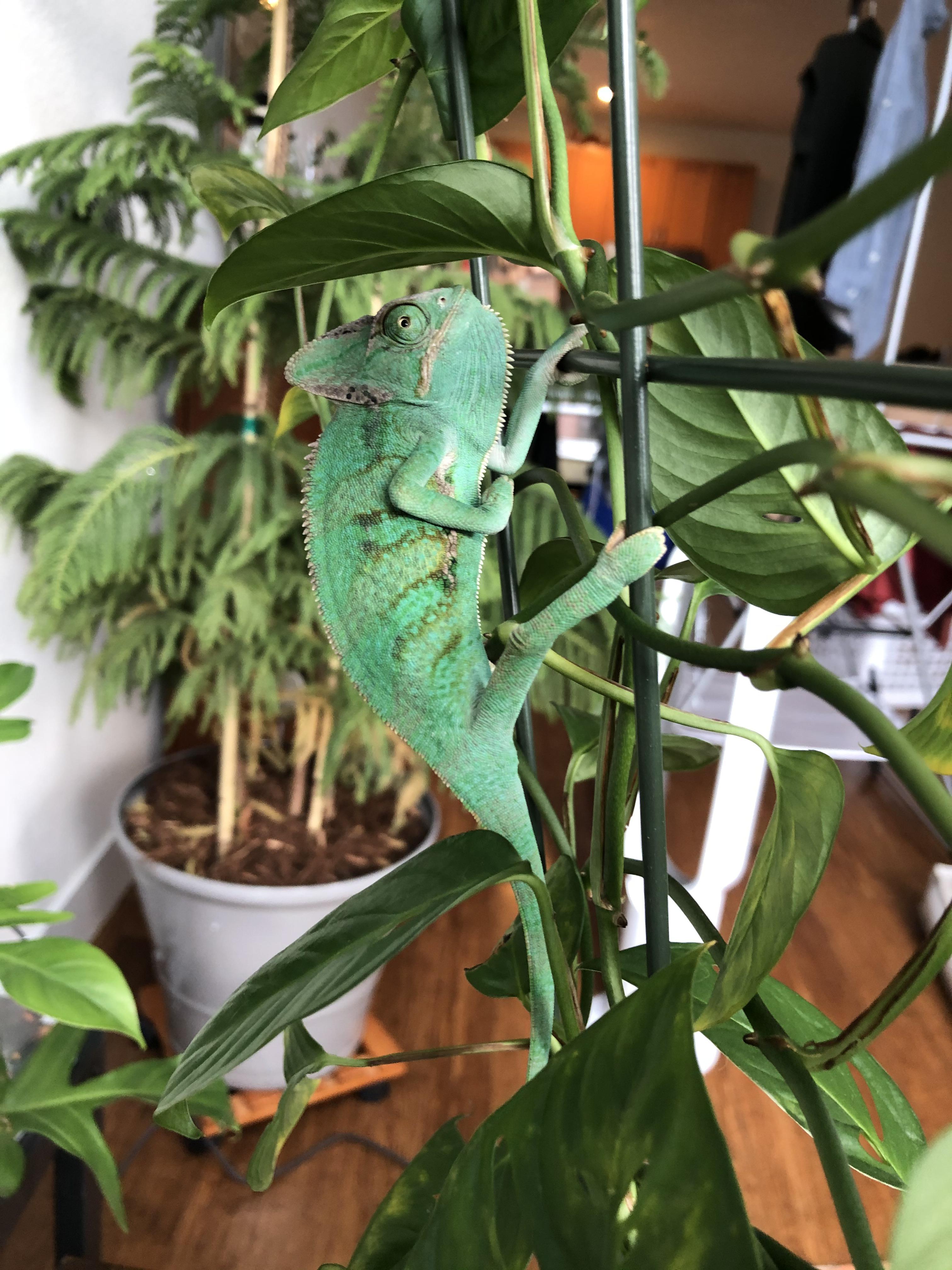 Oz just hanging out on moms plants. (A cham safe philodendron) r/Chameleons