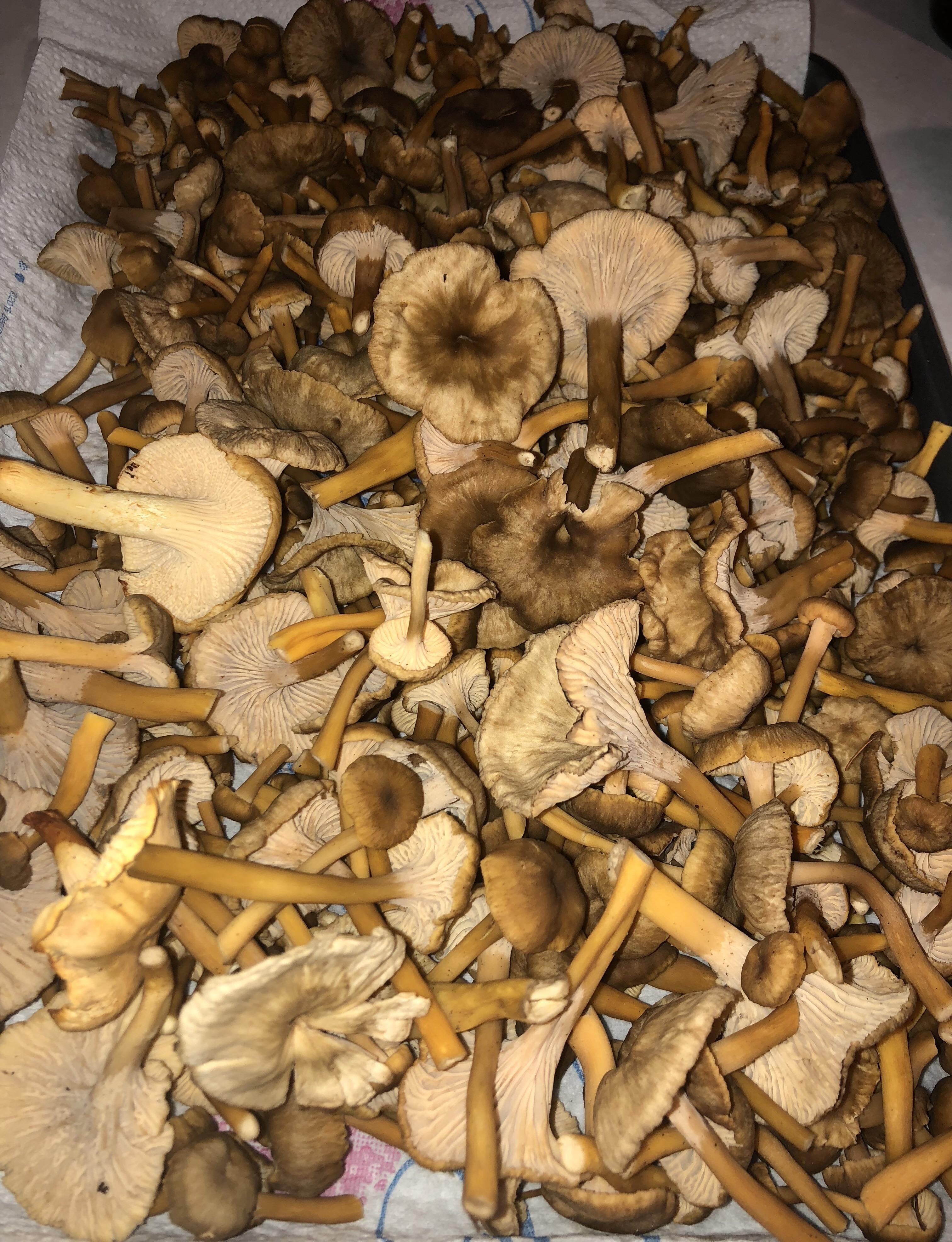 holy yellowfoot chanterelles, Batman! (Oregon Coast) r/foraging