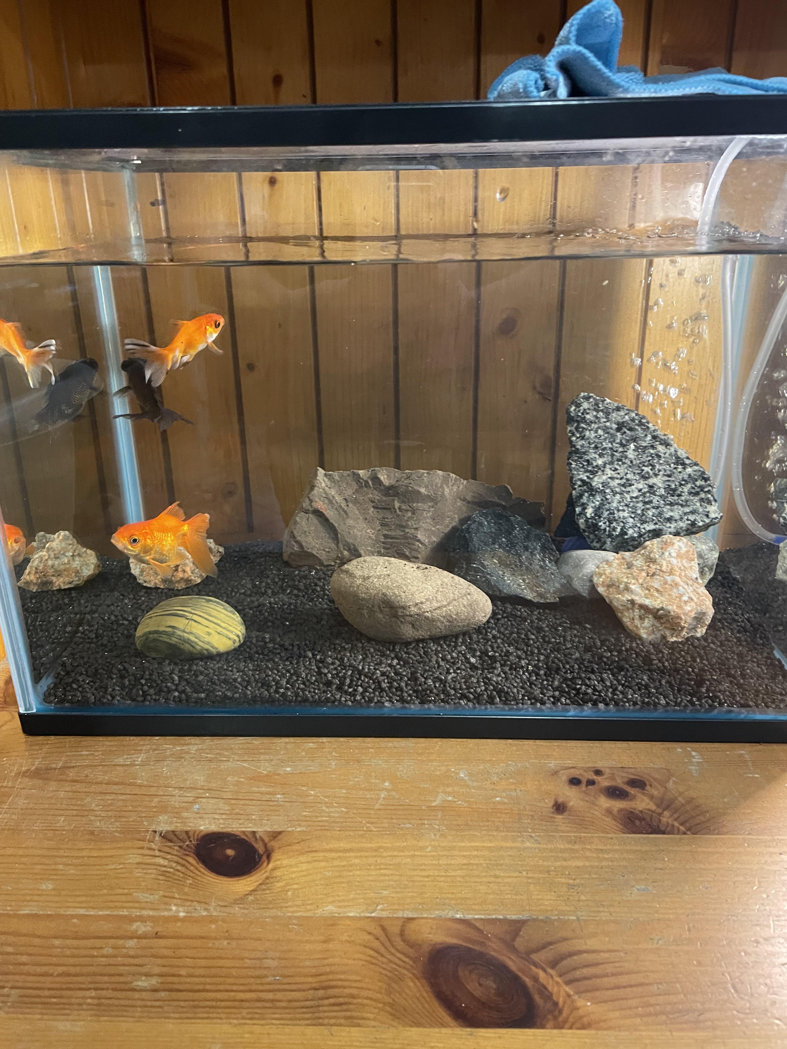 Any ideas on how to improve this tank (low maintenance ideas). Also does it look ok or bad ?🙈