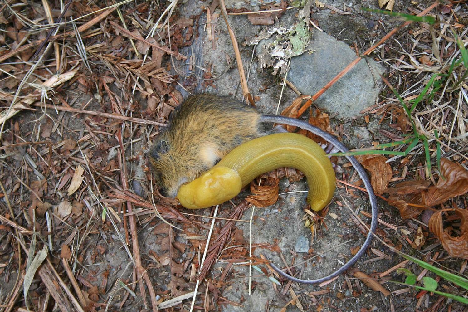This banana slug eating(?) a dead mouse. r/mildlyinteresting