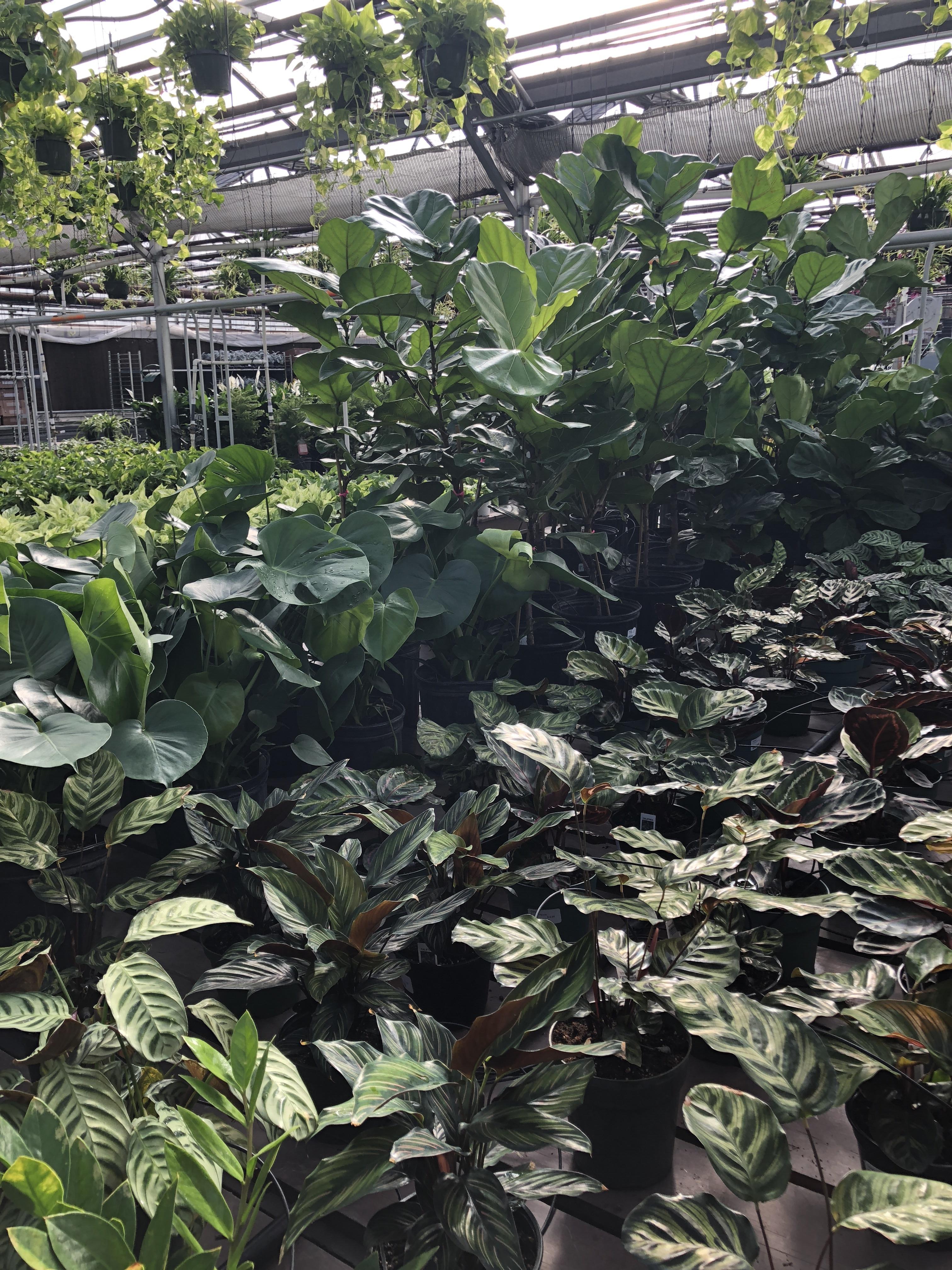 Green Valley Greenhouse. Ramsey, Minnesota. r/houseplants