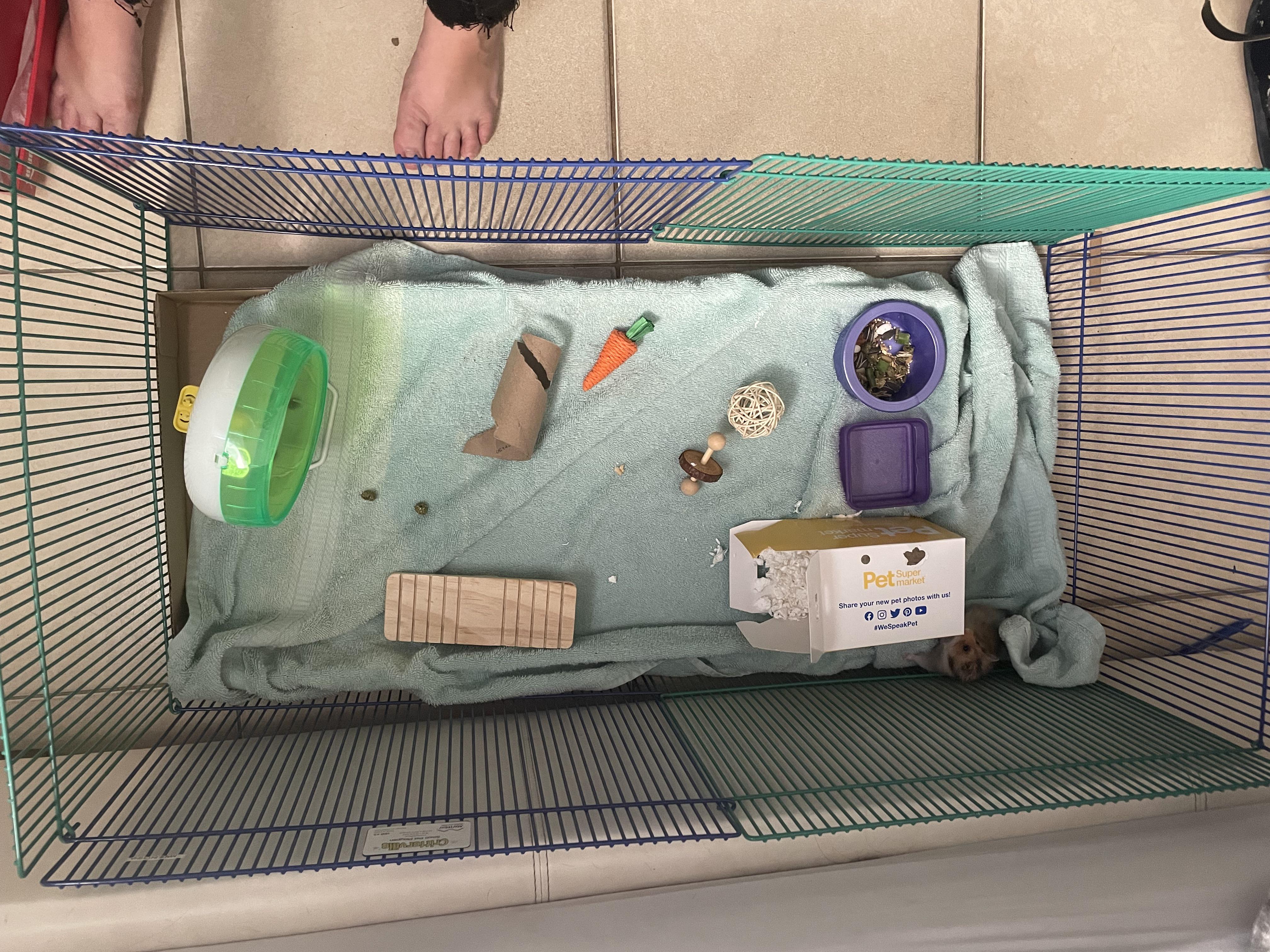 Hamster playpen, what else should I put? r/hamsters