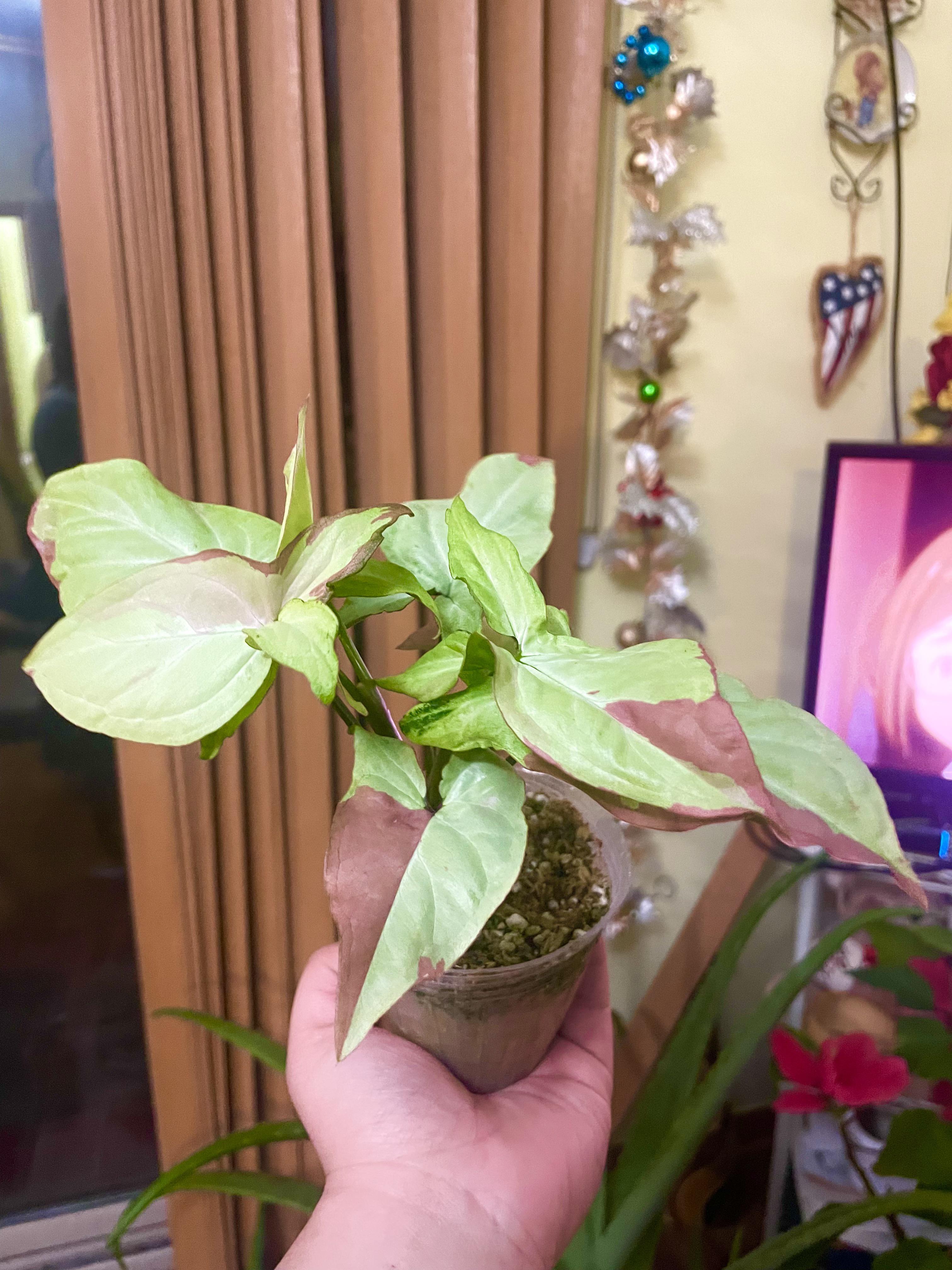 Visited a local rare plant shop today and got myself a wish plant