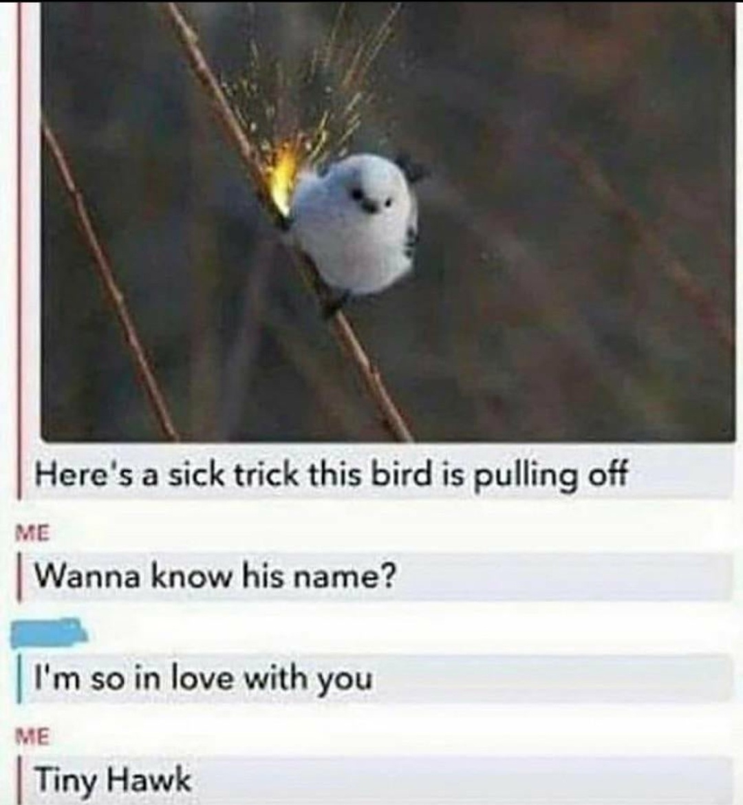 16 Hilarious Love Bird Puns Punstoppable 🛑