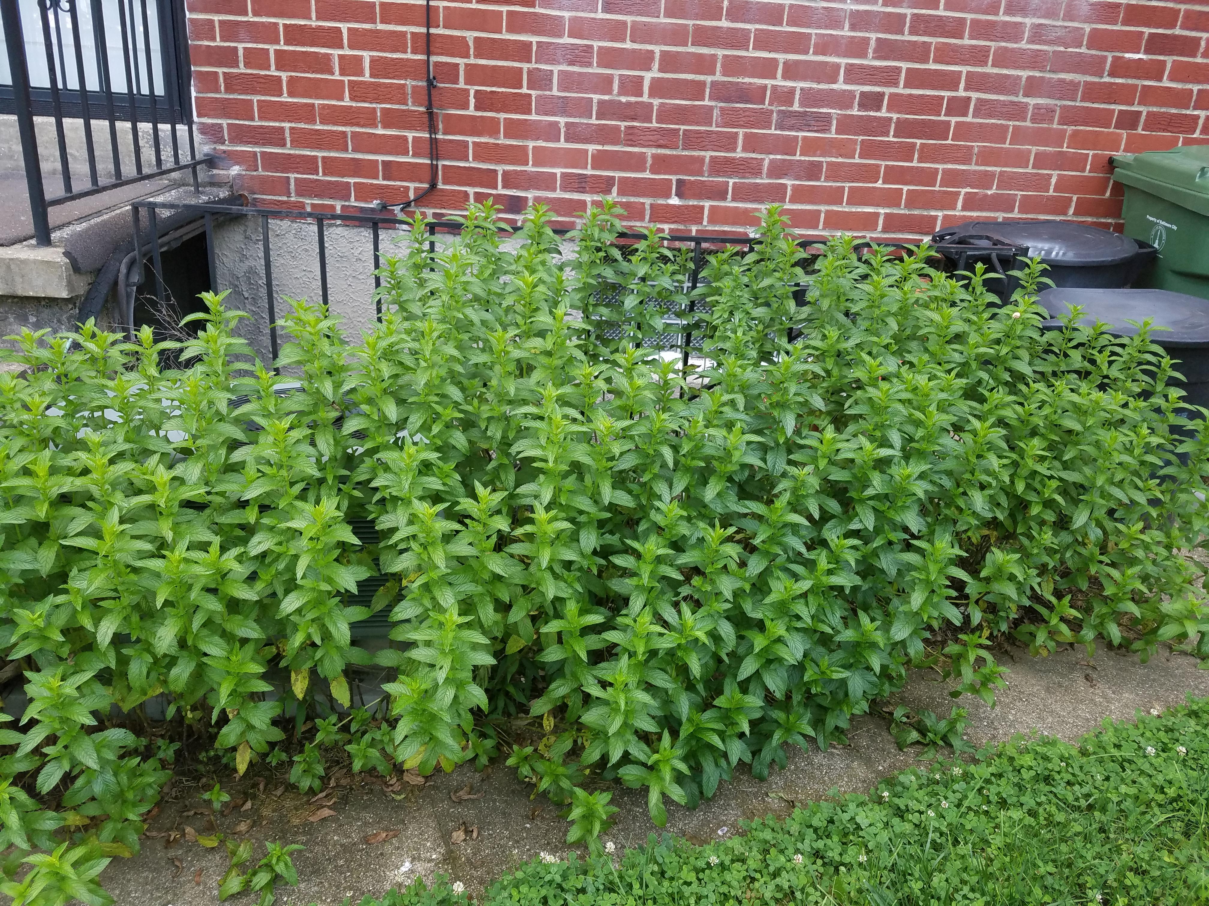 My Dad's mint bush grows effortlessly every year. r/gardening