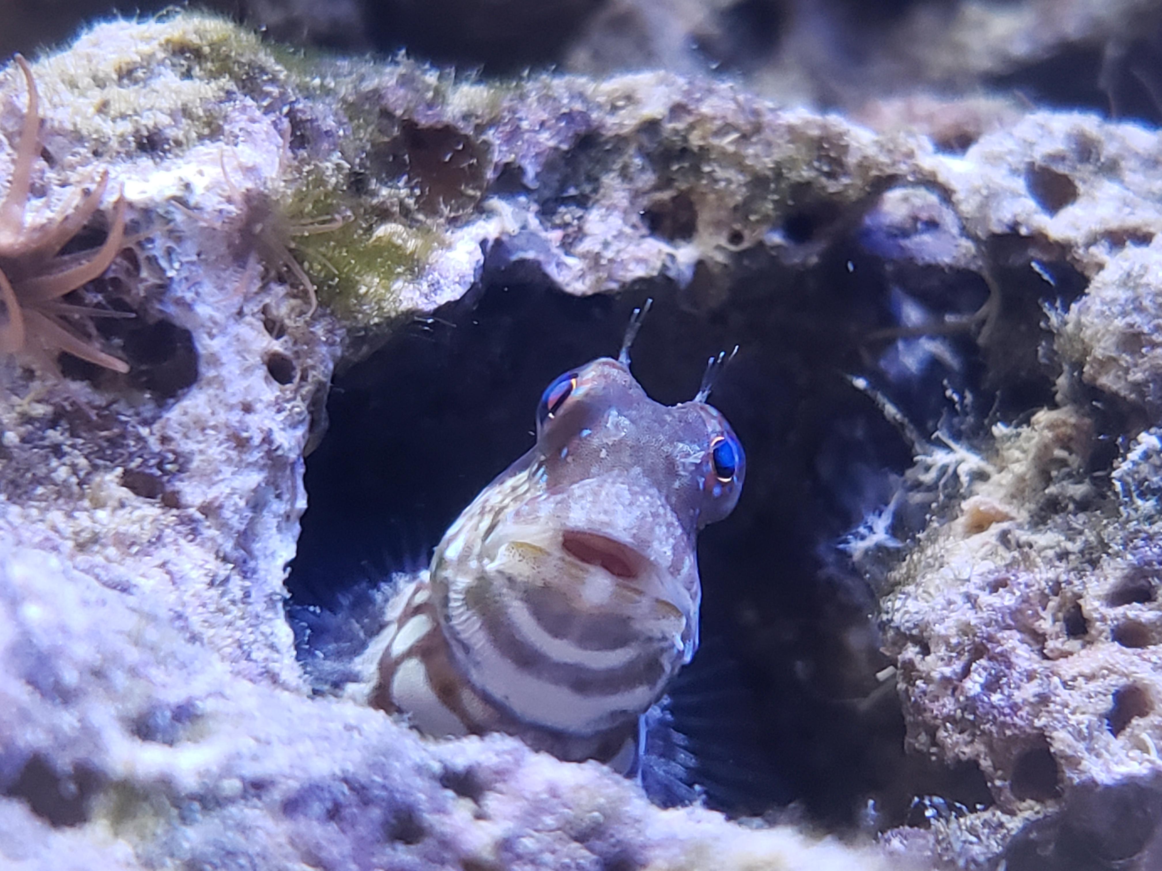 This Hardworking Lawnmower Blenny Is Now Officially My Favorite Fish