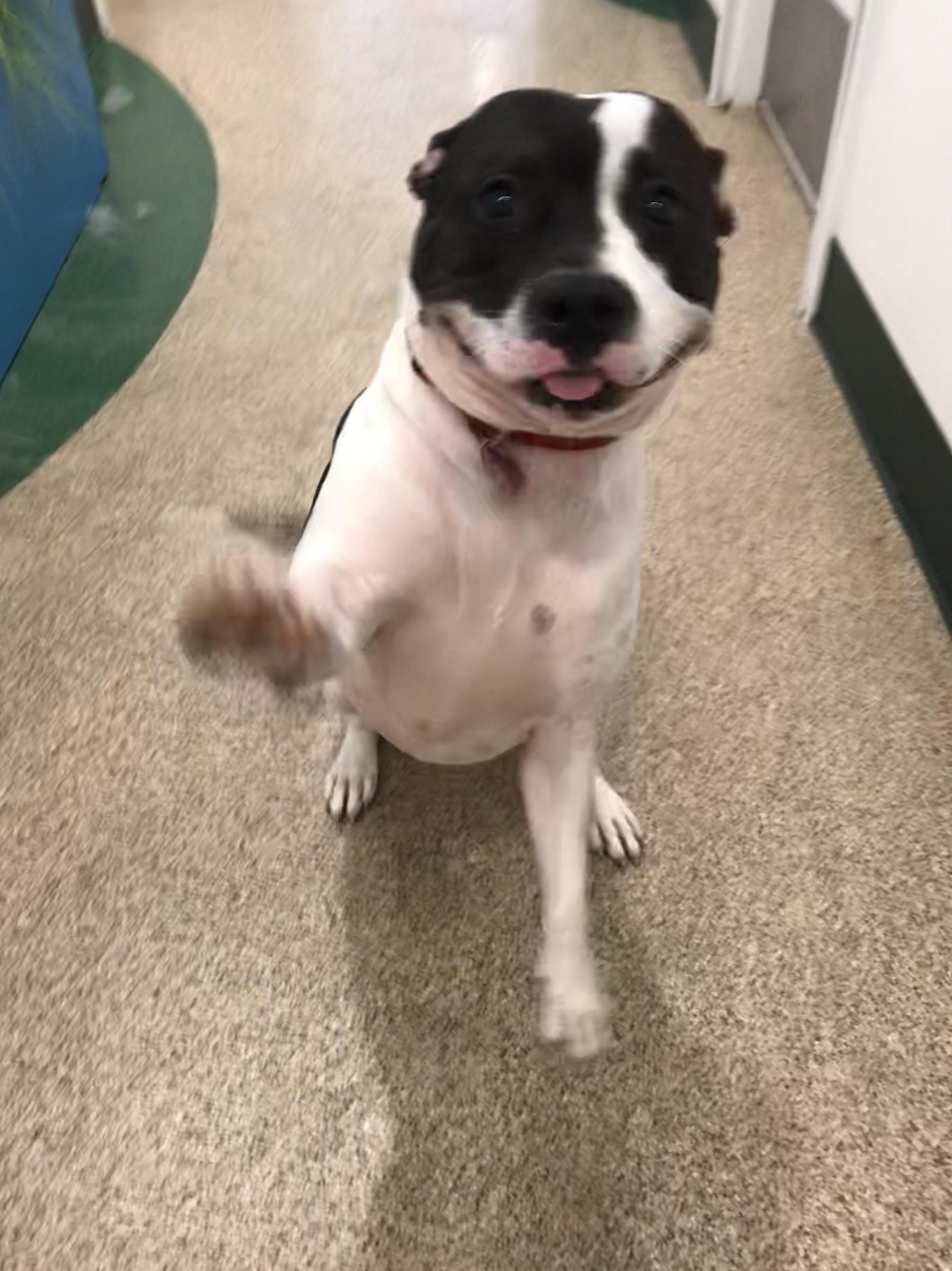 Look at this happy girl! Her name is pickle and she goes to the daycare I work at. r/lookatmydog