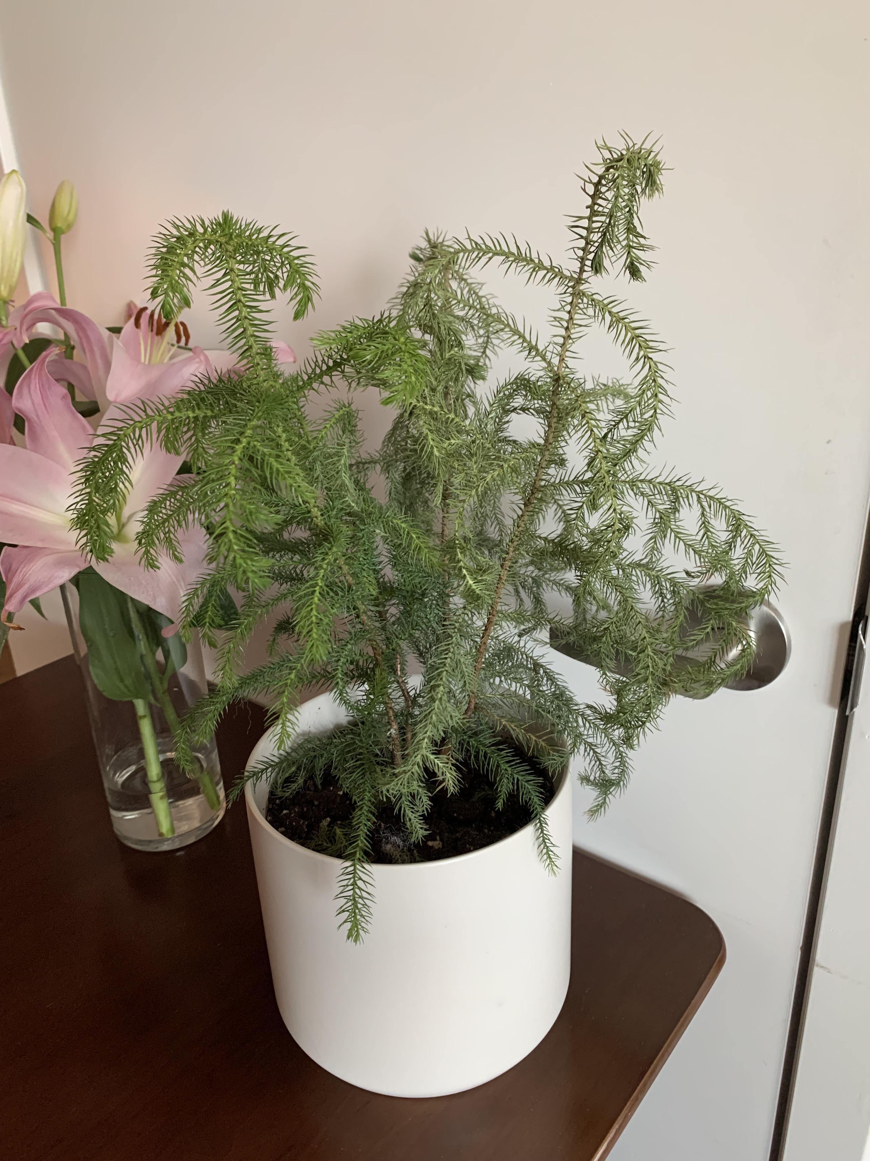 Help! 2/4 of my Norfolk Pine stems just died? Feel hard to the touch. Should I cut them off or