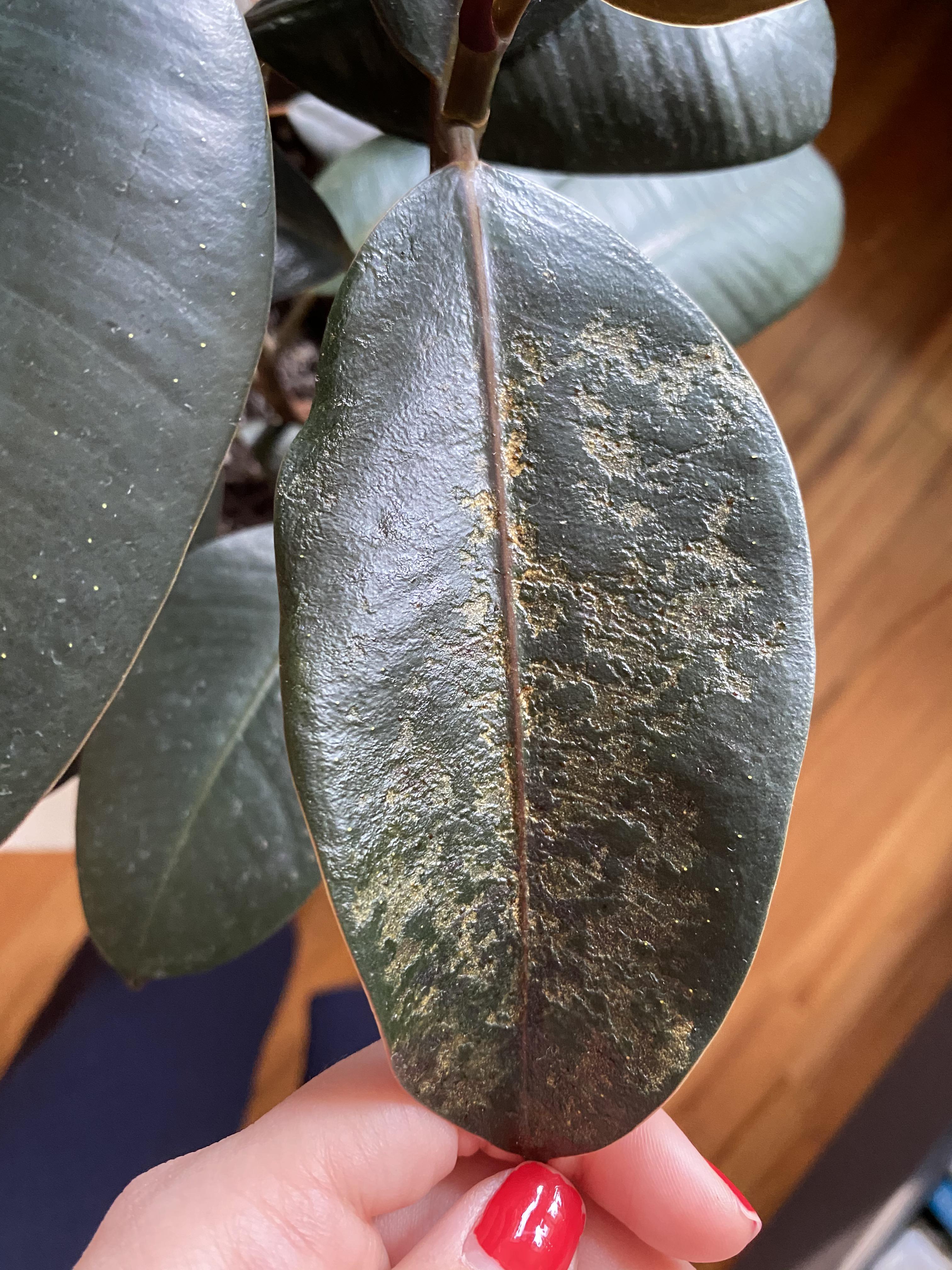 Thinning rubber plant leaves and no webbing. What’s wrong? r/plantclinic