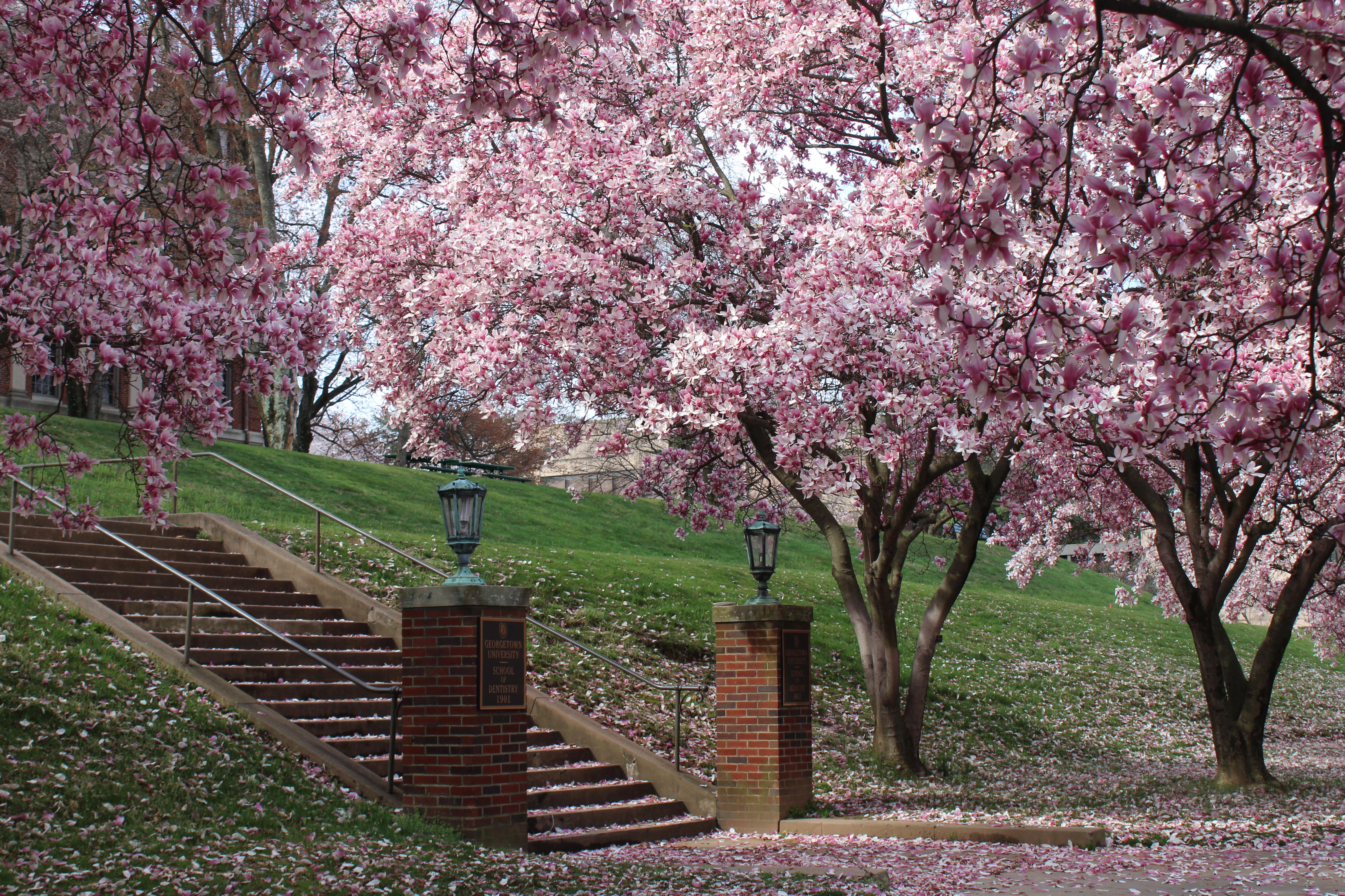 Blossoms (March 20,2020) r/washingtondc