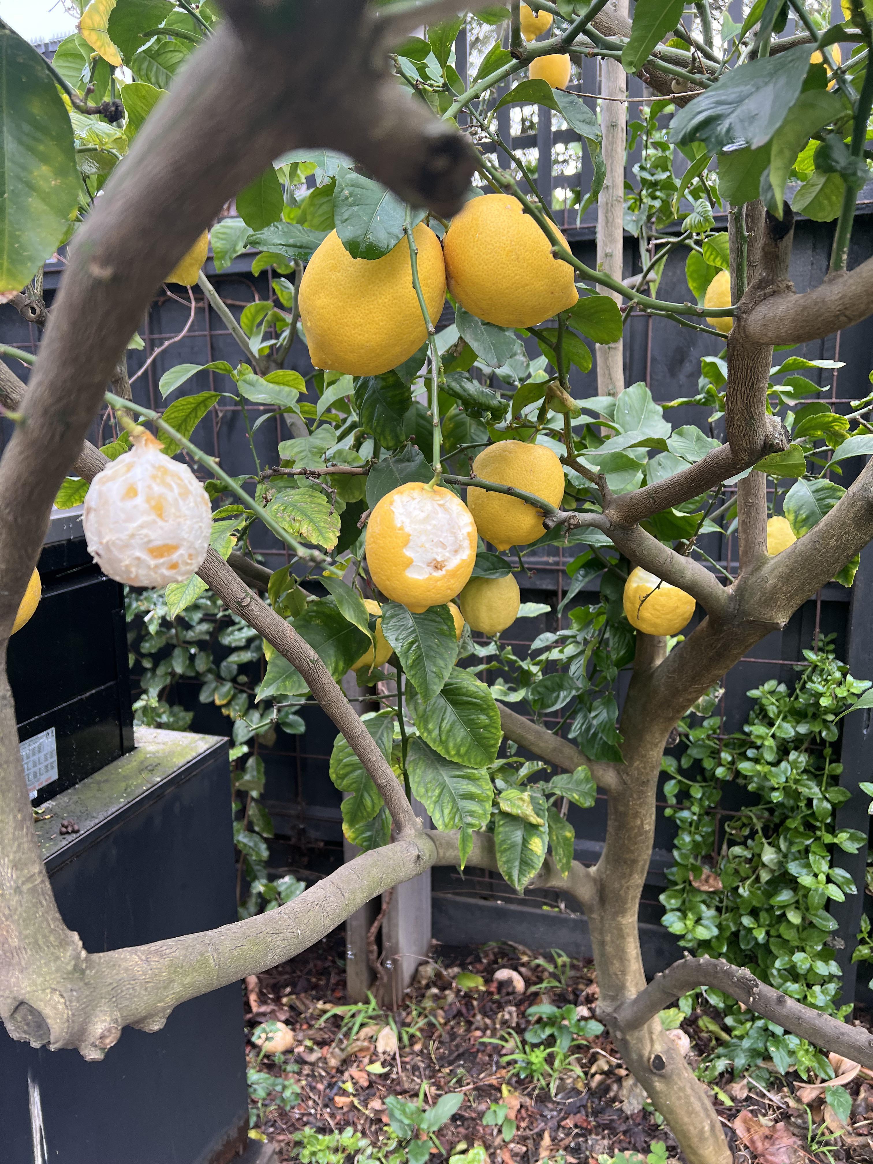 The possums is in my yard like The lemon skins but not the lemons. r