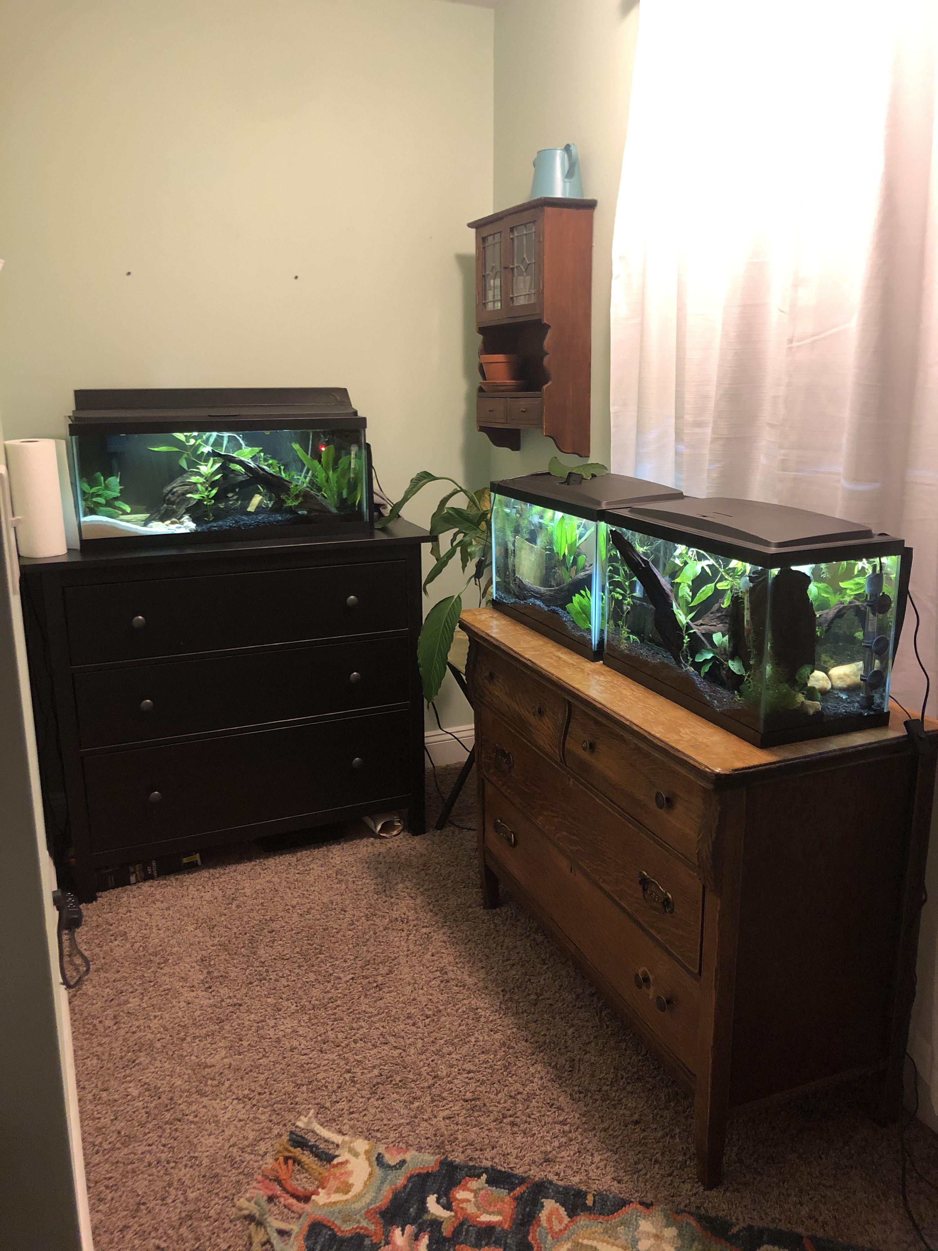 Fish corner! r/Aquariums