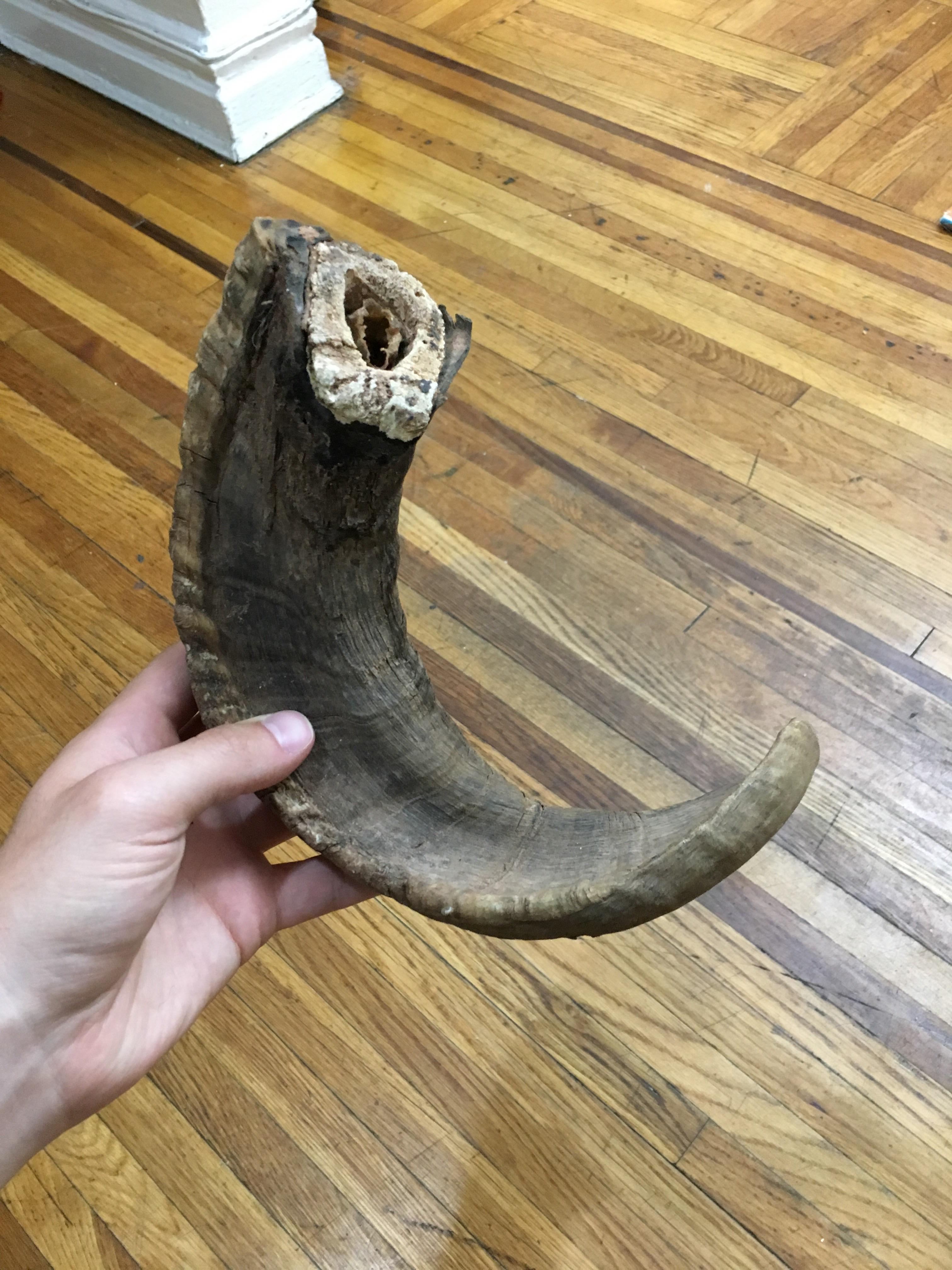 What animal is this horn from? r/whatisthisthing