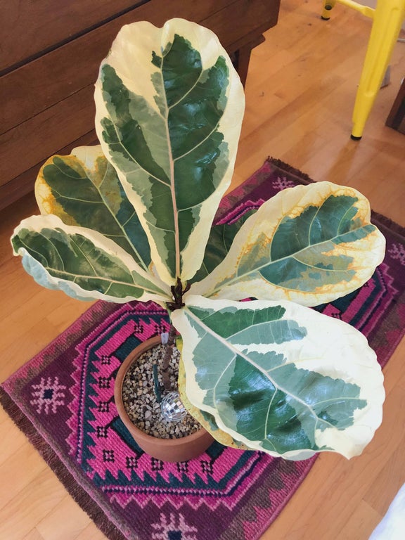 My Variegated Fiddle Leaf Fig is loving life 💚