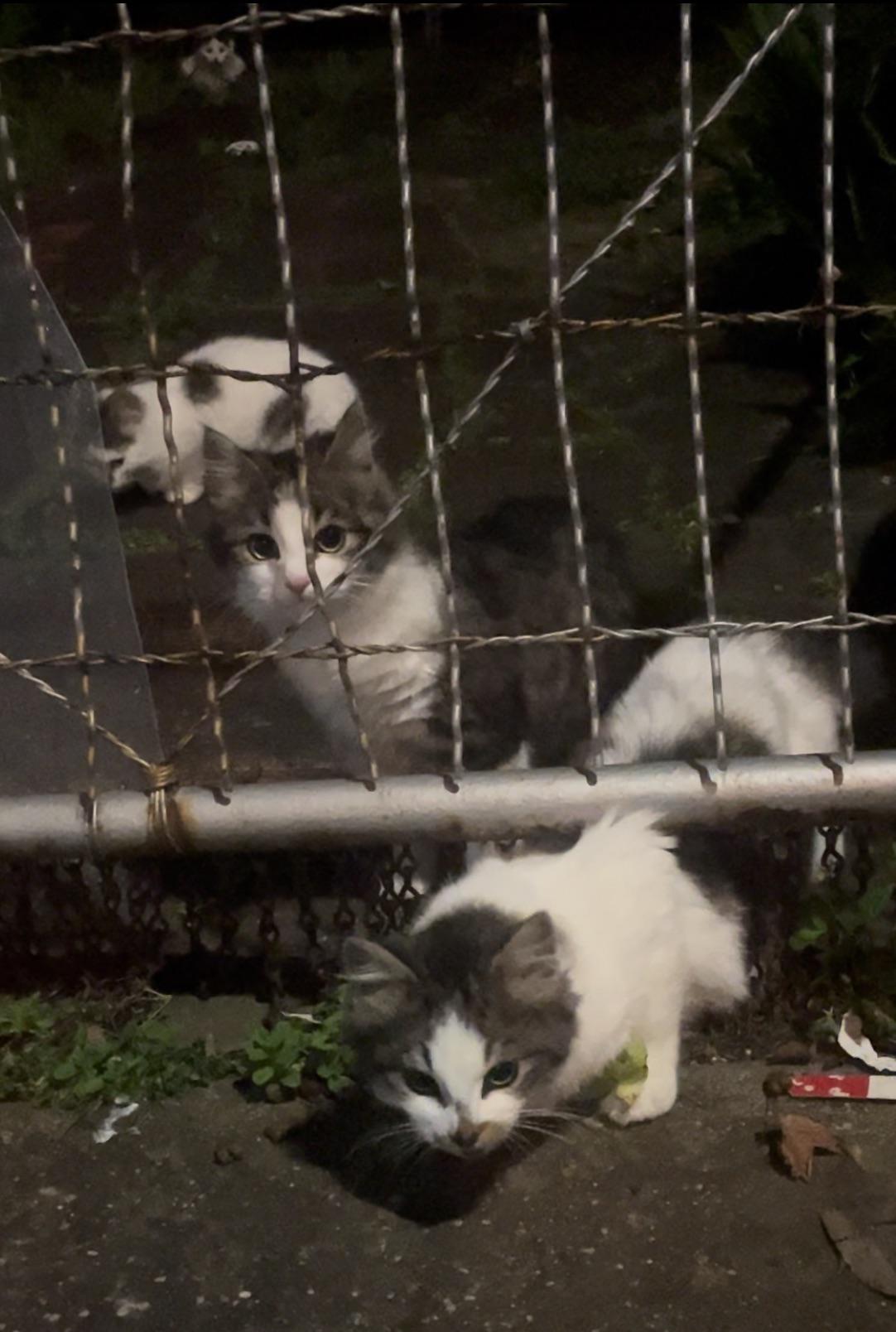 Help with stray kittens r/melbourne