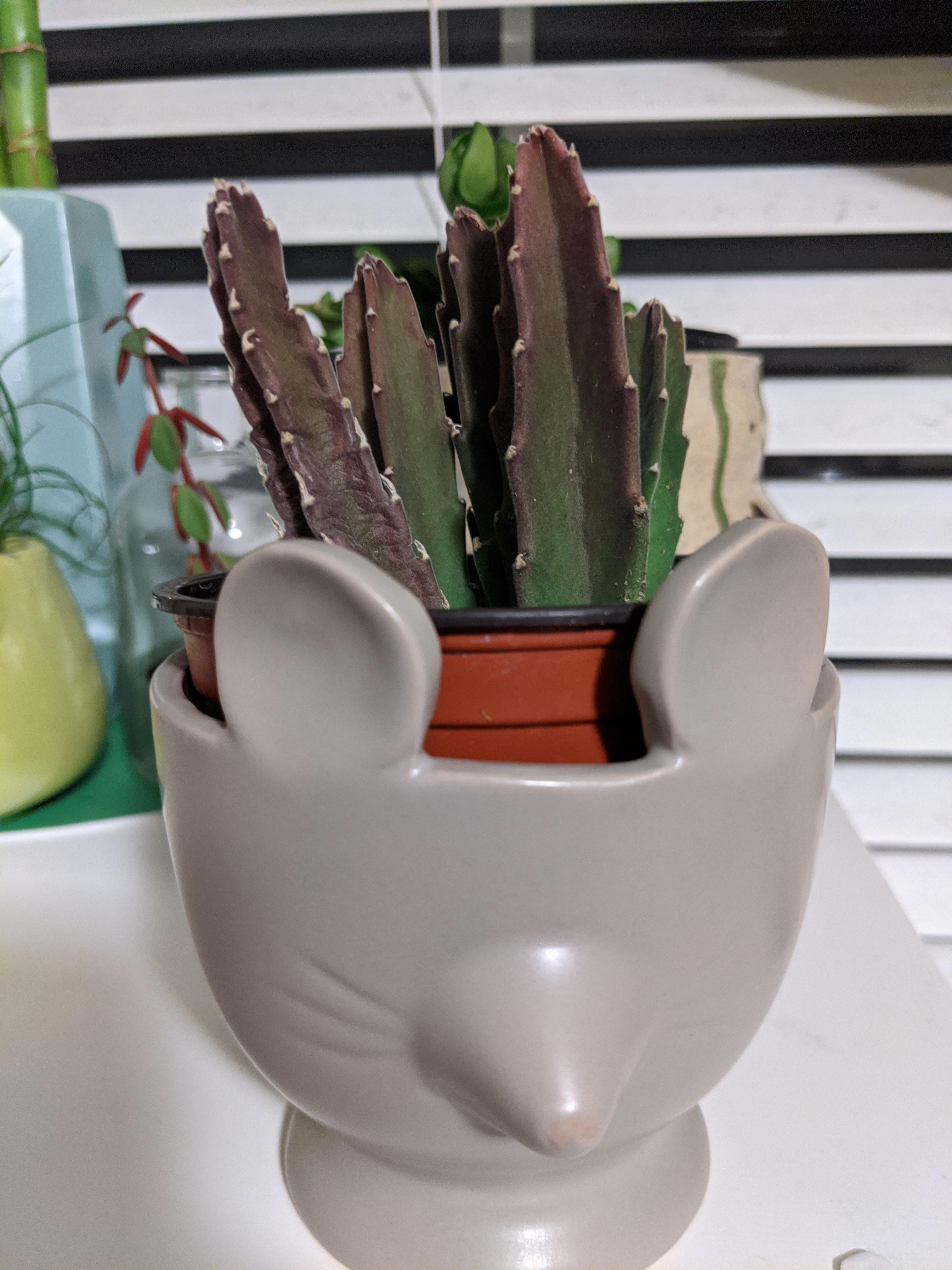 What is this cute velvety cactus thing? And how do I not kill it? r