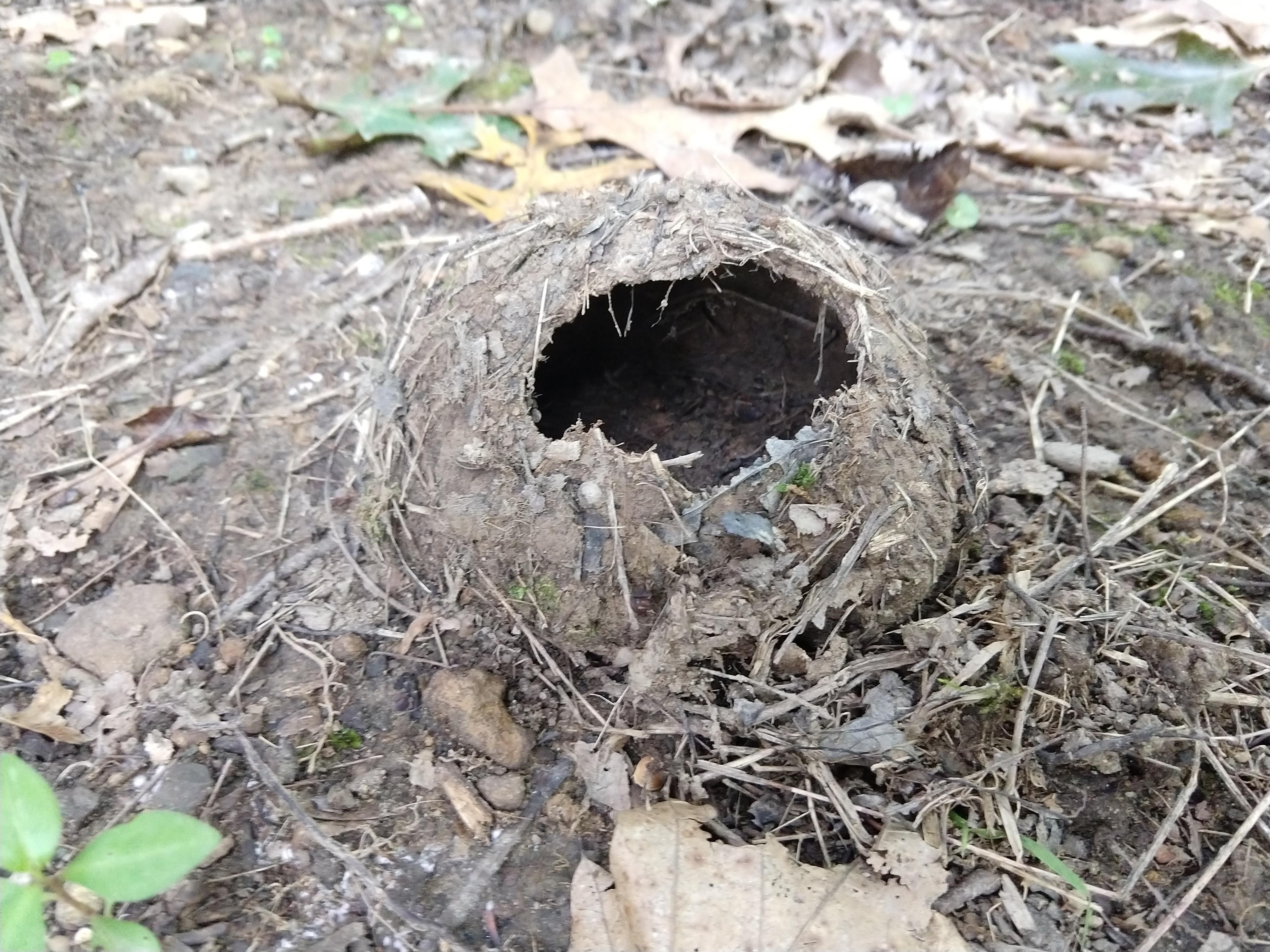 Found this on the ground outside our cabin in eastern Ohio. Is it a