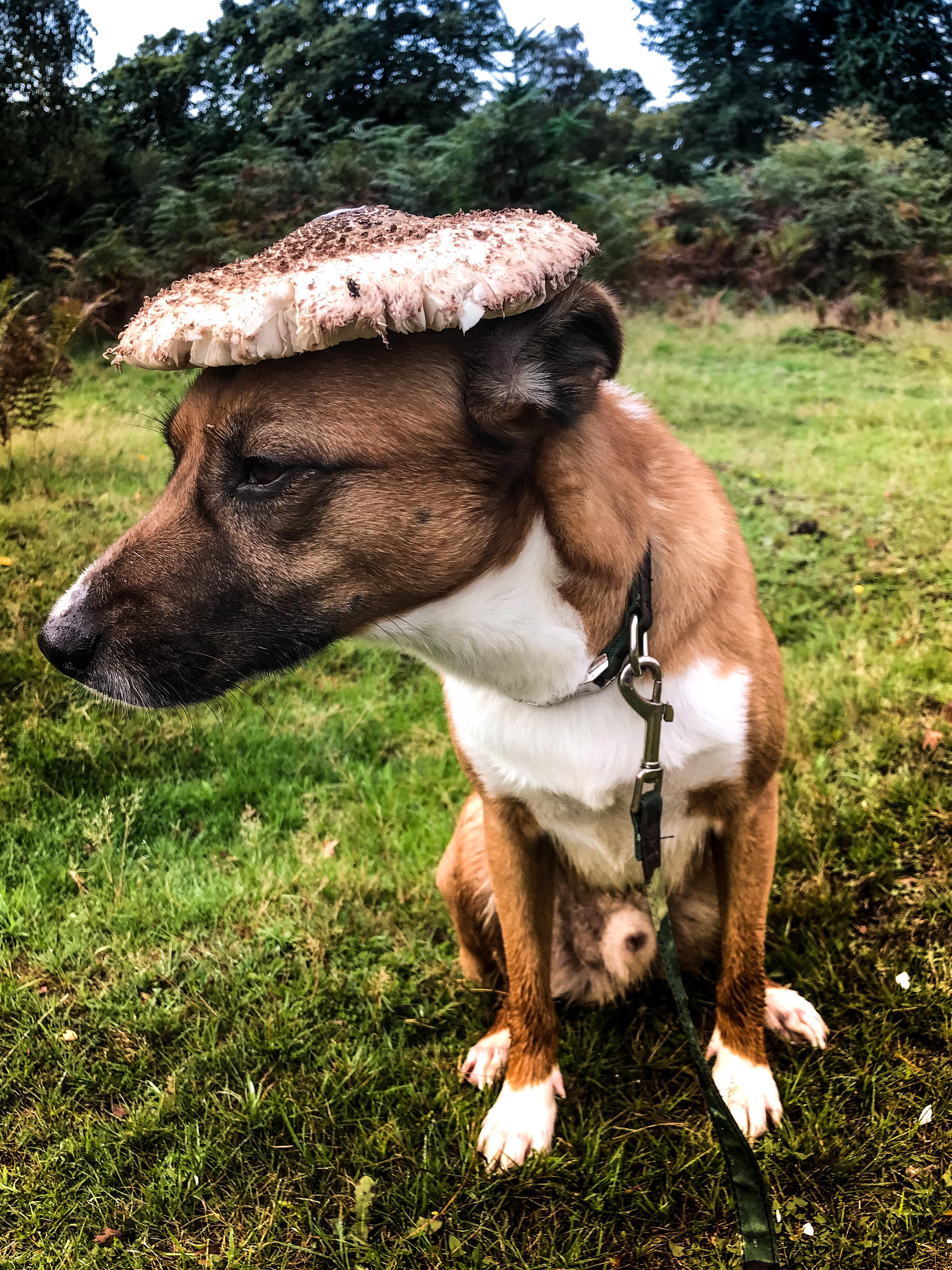 This is my dog wearing a Parasol mushroom as a hat.. MushroomPorn