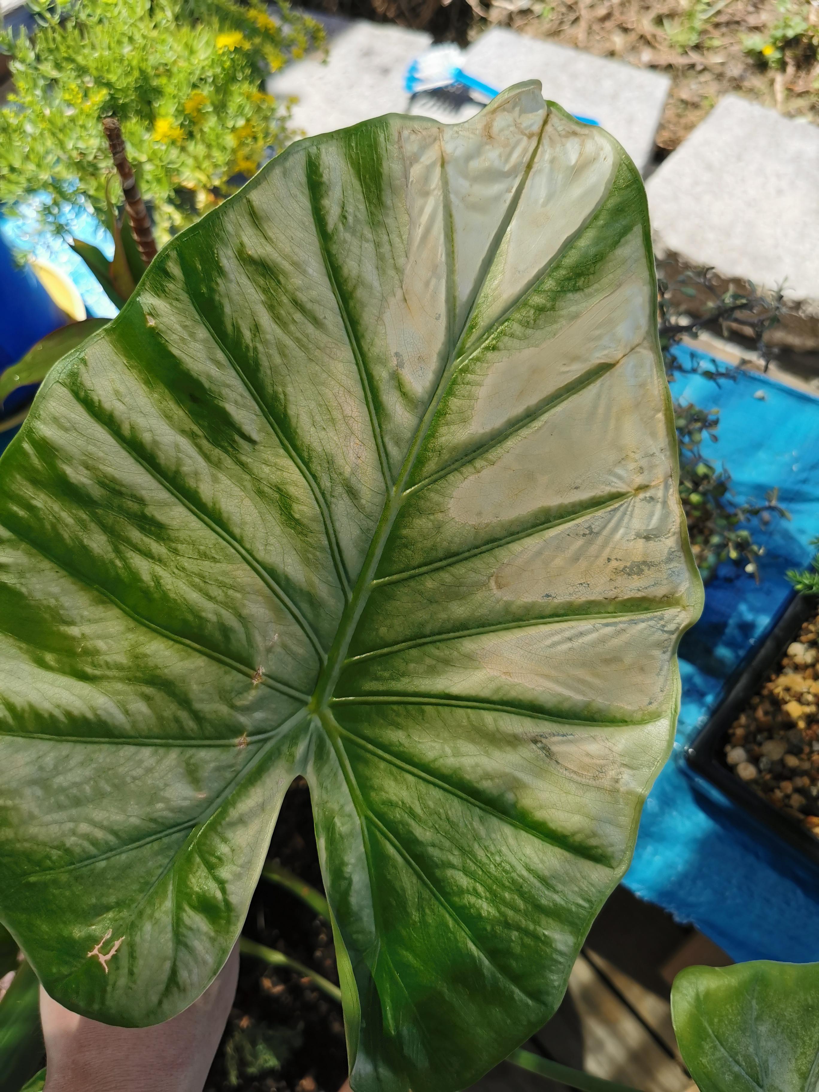 Why are some of the leaves on my elephant ear plant turning white