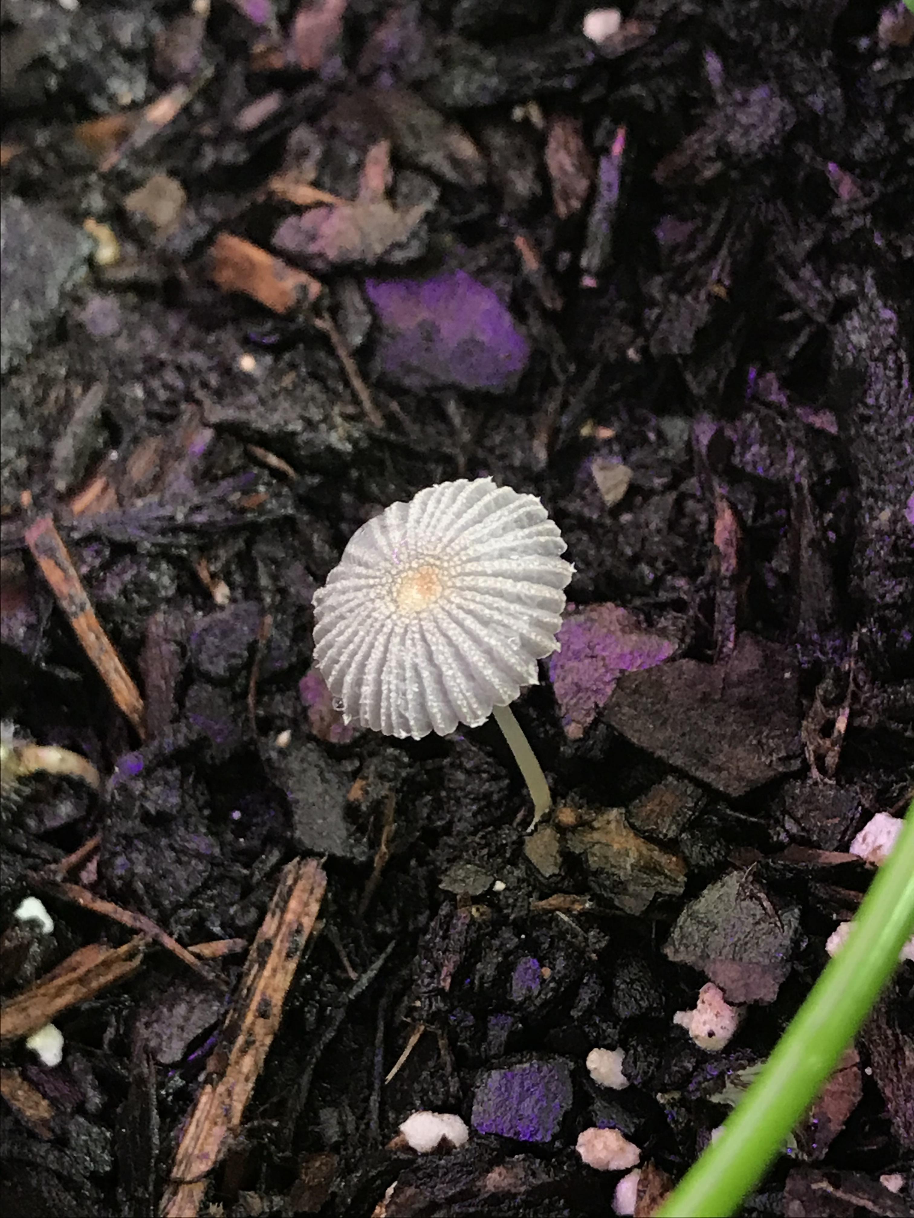 Is this a fungus growing in my tomato plant pot? mycology
