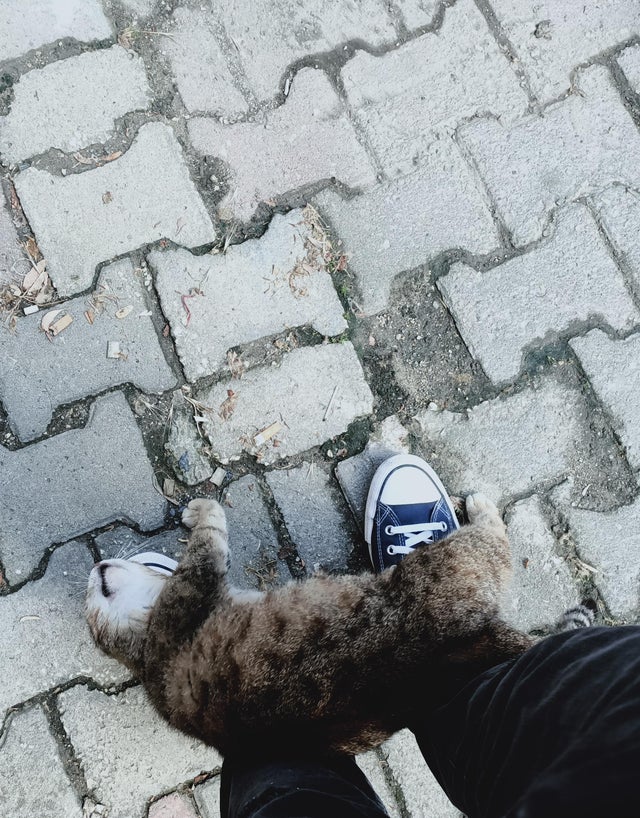 a cat from turkey ) r/aww