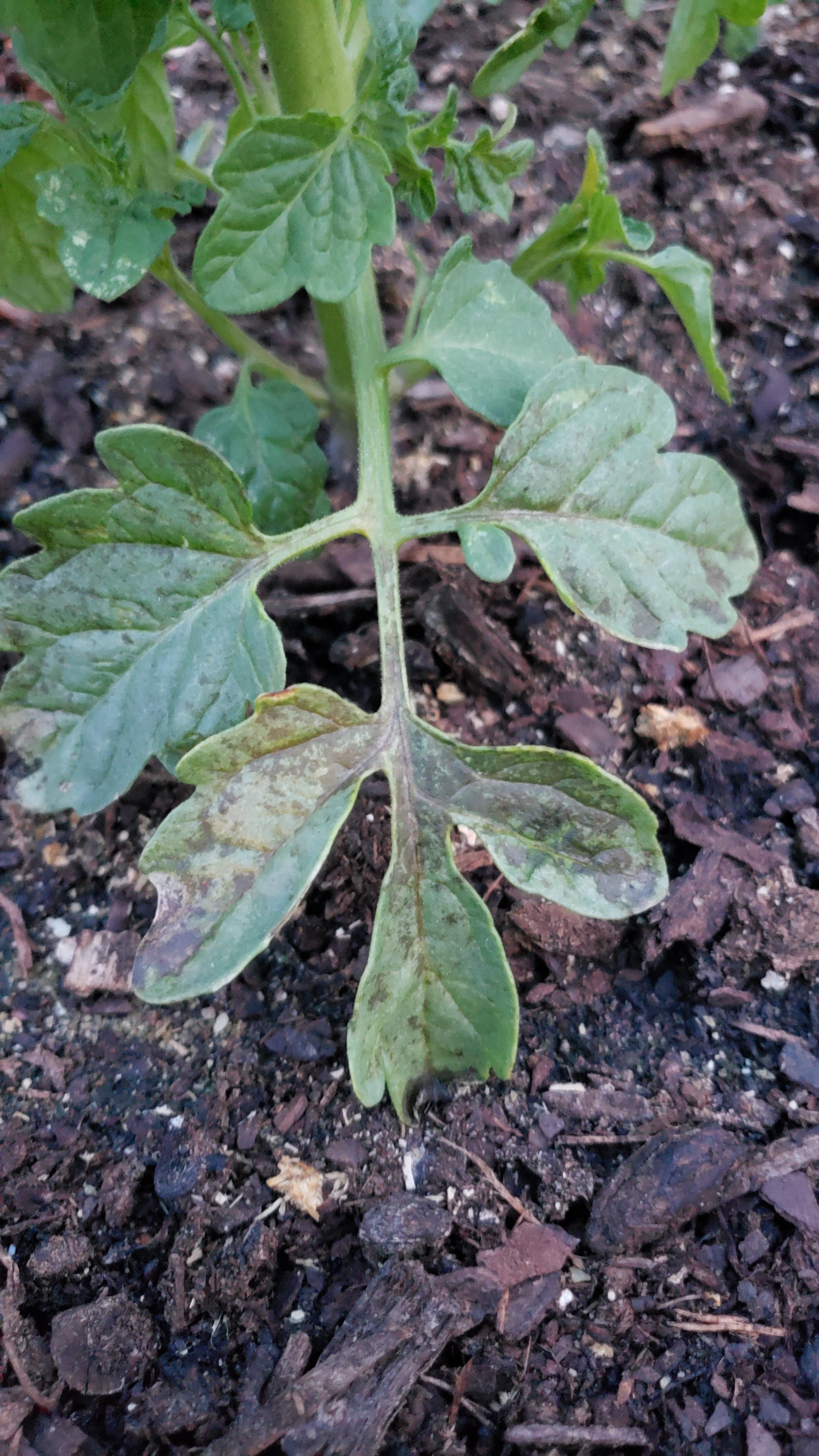 My cherry tomato leaves are turning purple/brown. What's wrong and how