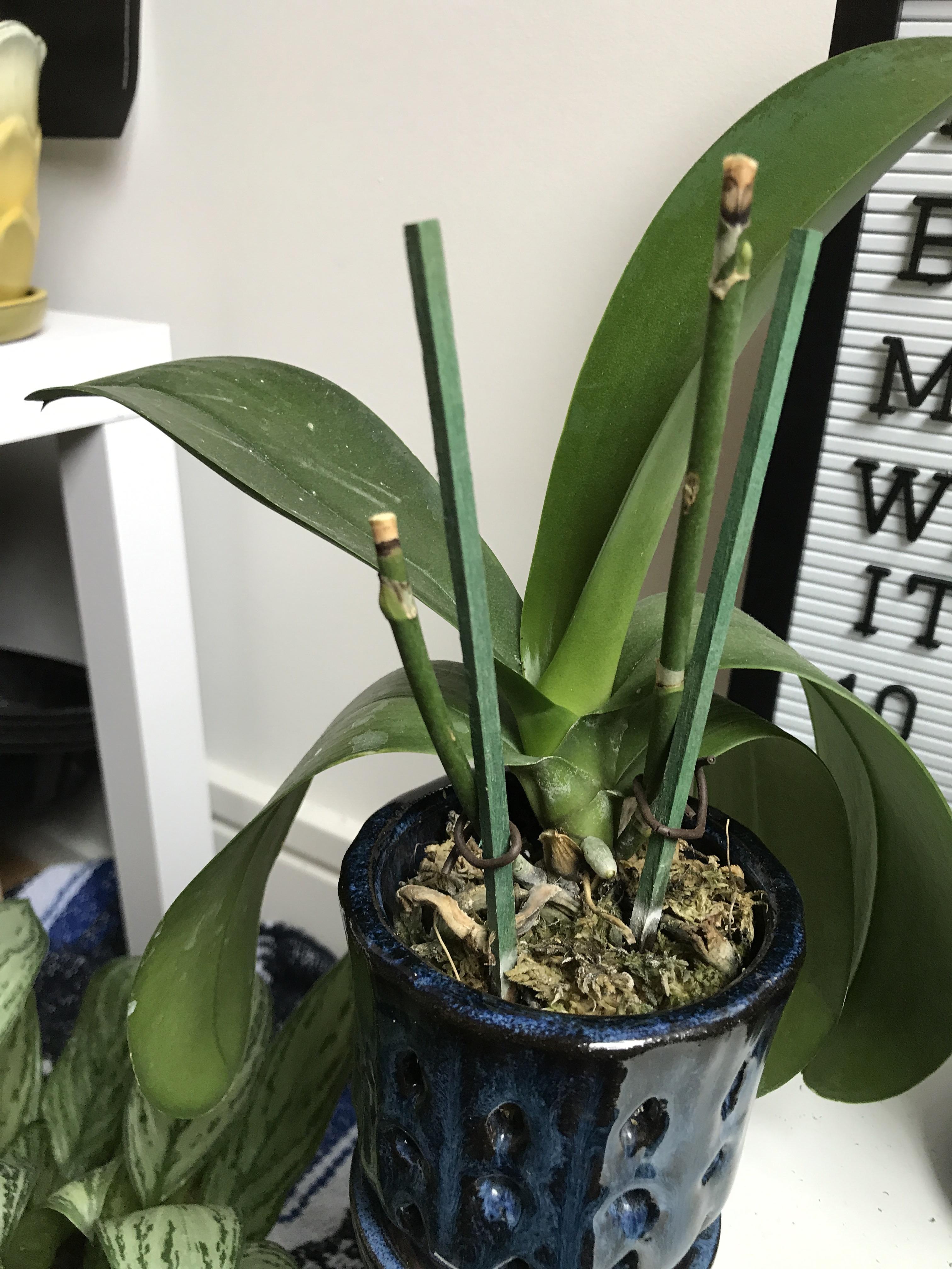 Is my orchid healthy? Two bottom leaves turned completely yellow and