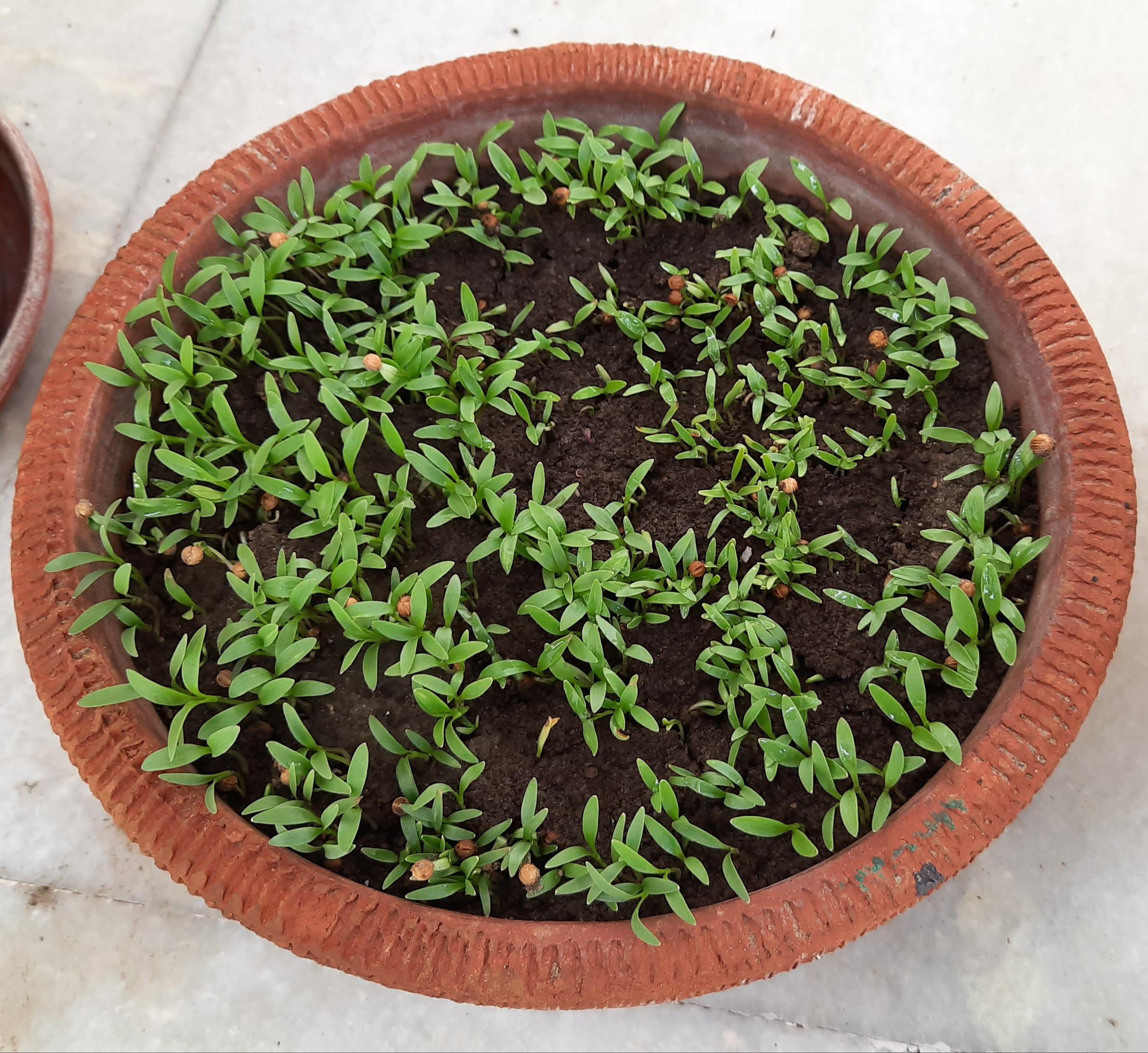 My coriander seeds starting to germinate 🥰 r/gardening