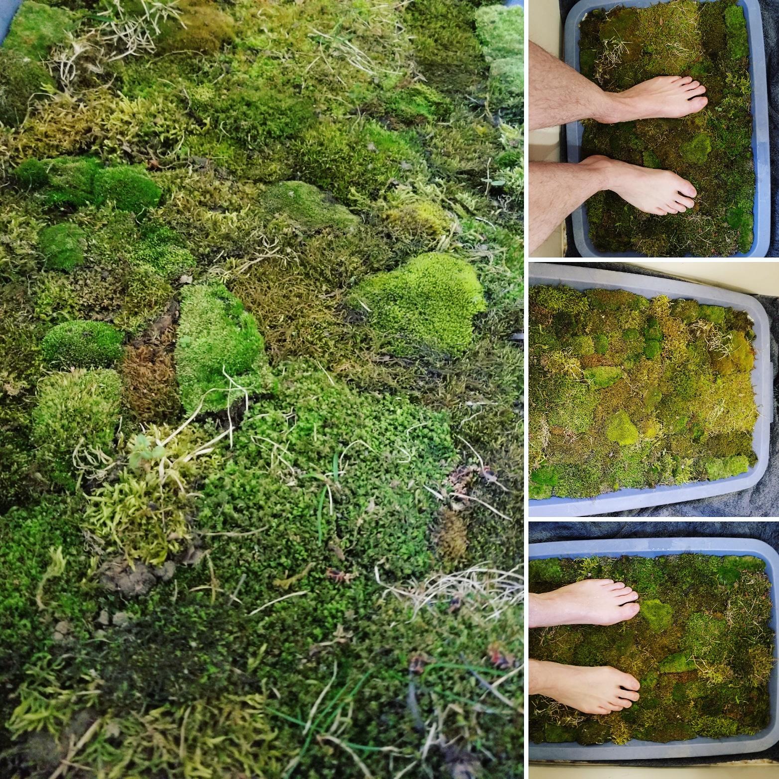 I Made a Moss Bathmat! (trial run to see if it thrives) r/Mosses