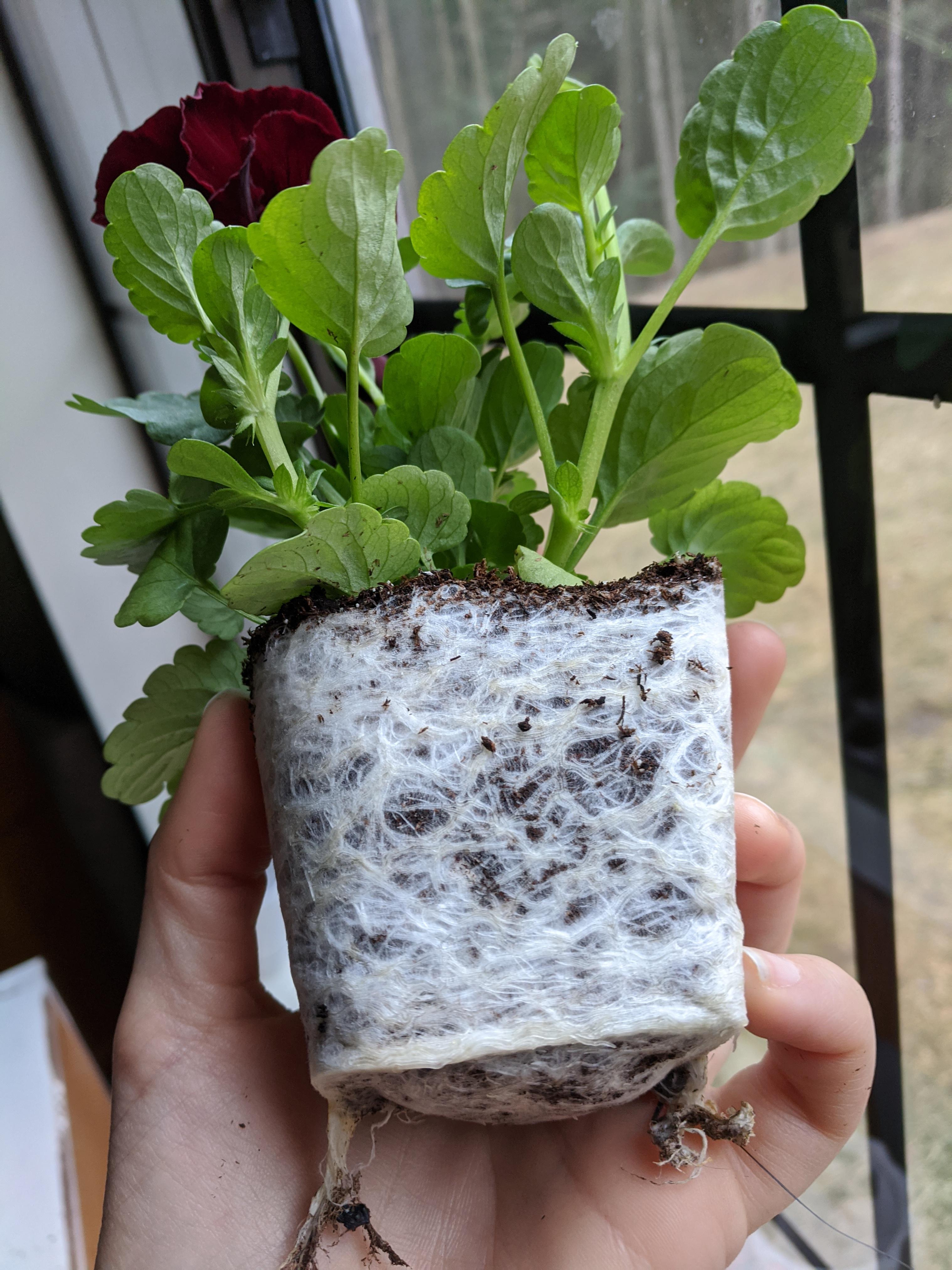 Just brought this Pansy home. All the roots. r/rootporn