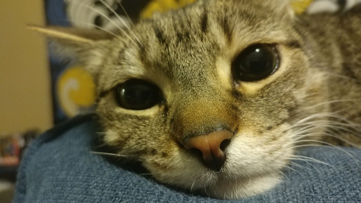 I just can't help how much I love him r/cats