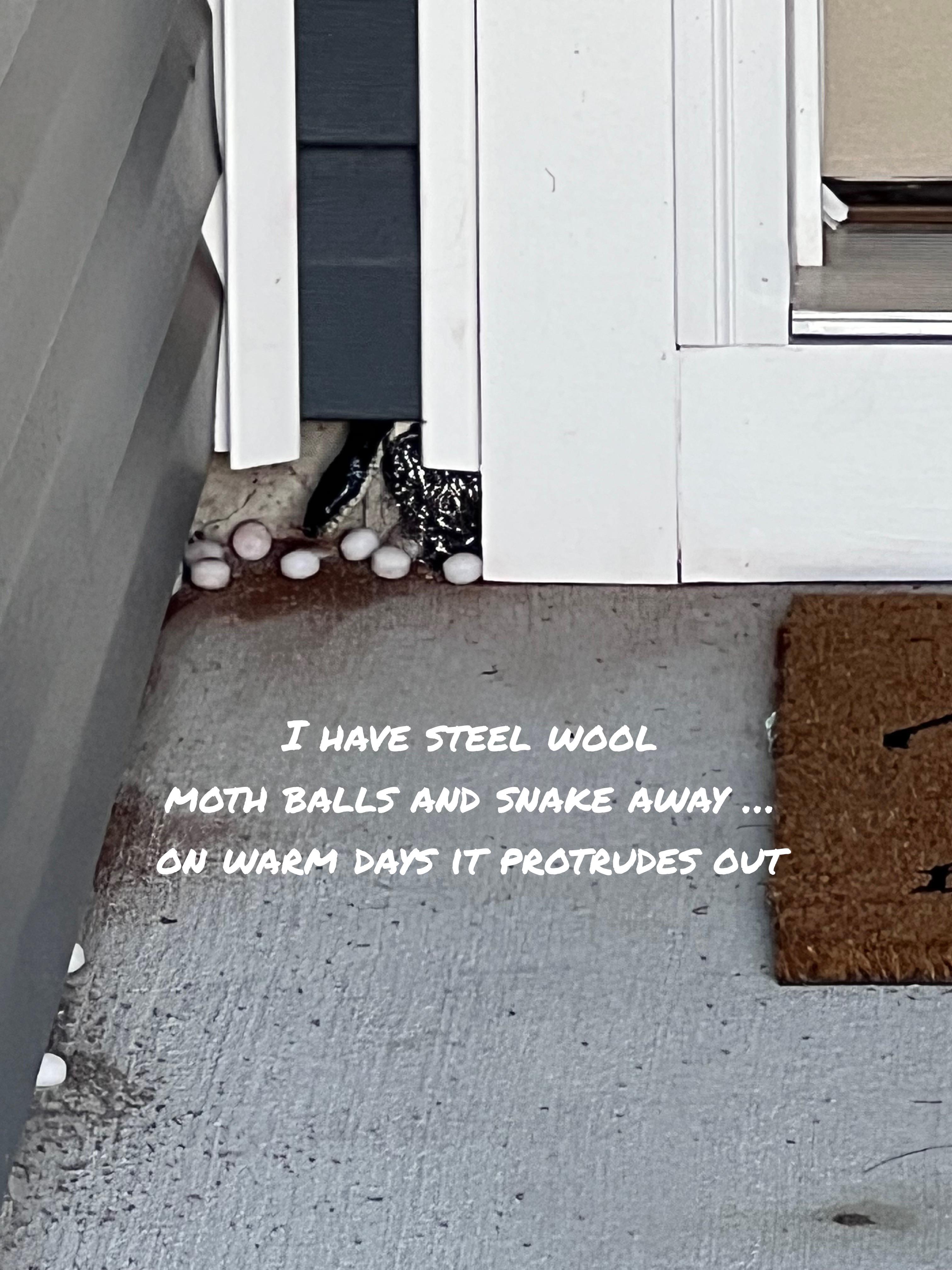 How to lure a snake out? r/snakes