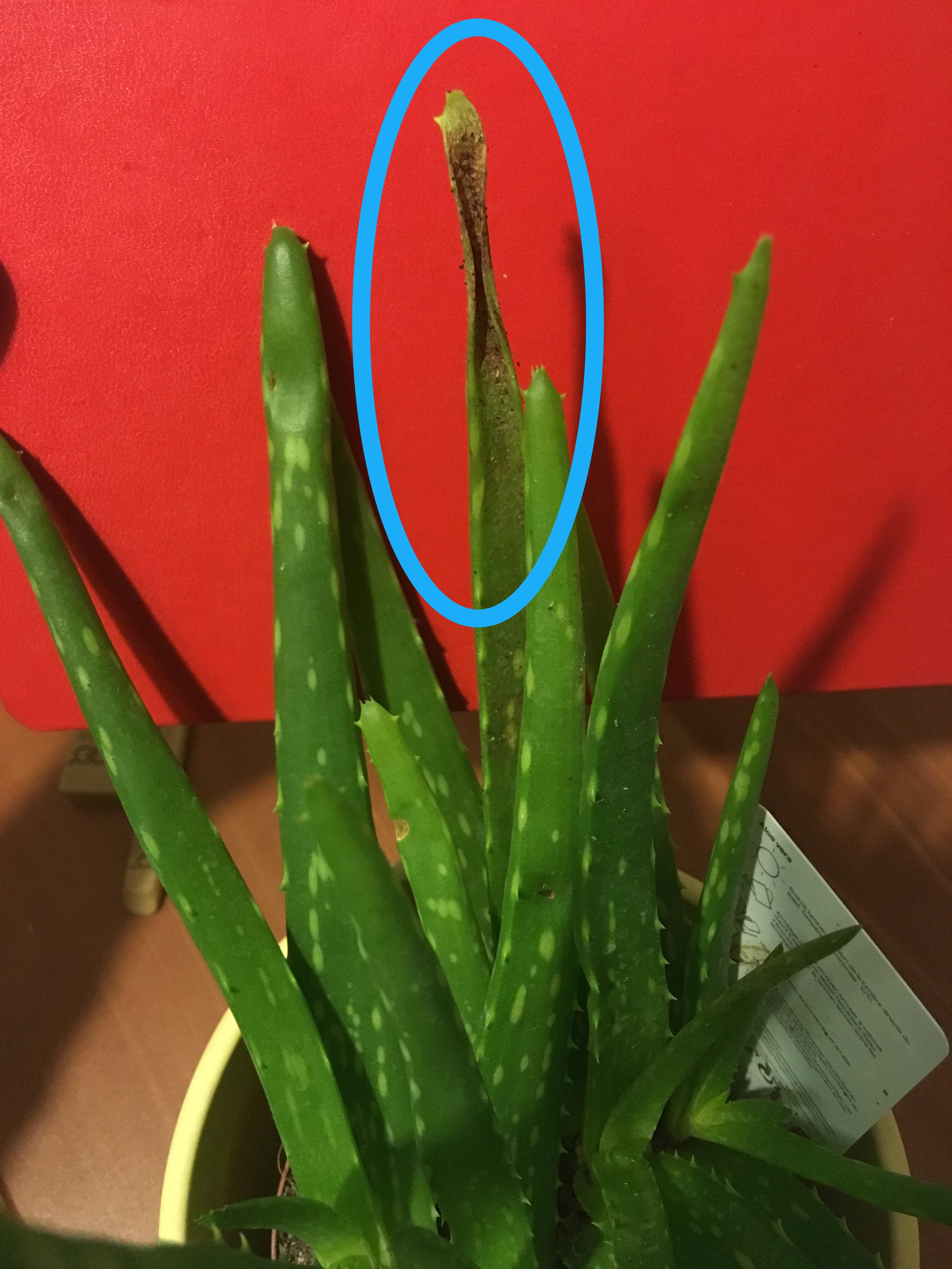 Aloe Vera with dark spots what's the problem ? I have this Aloe since