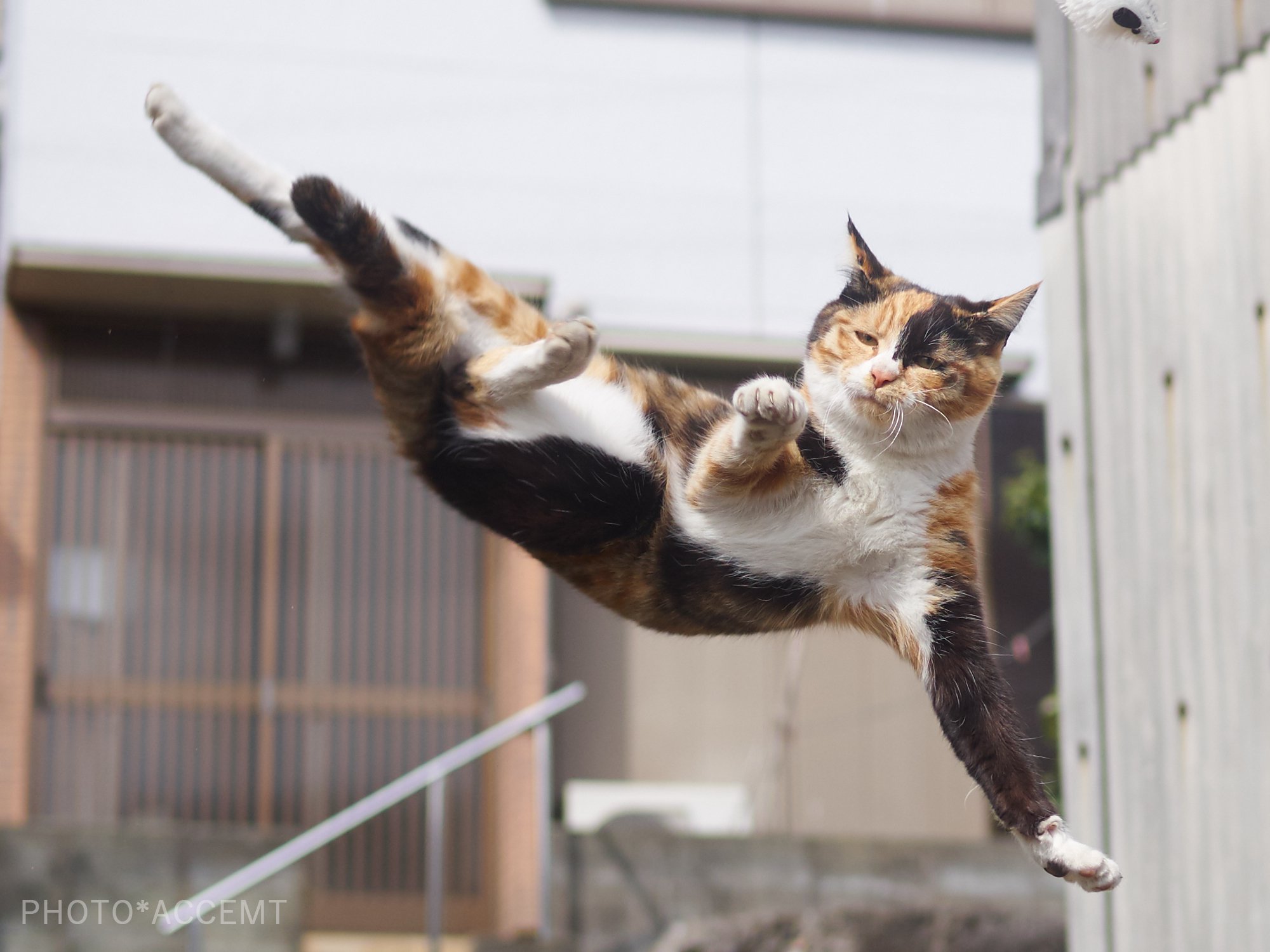PsBattle This calico cat jumping sideways