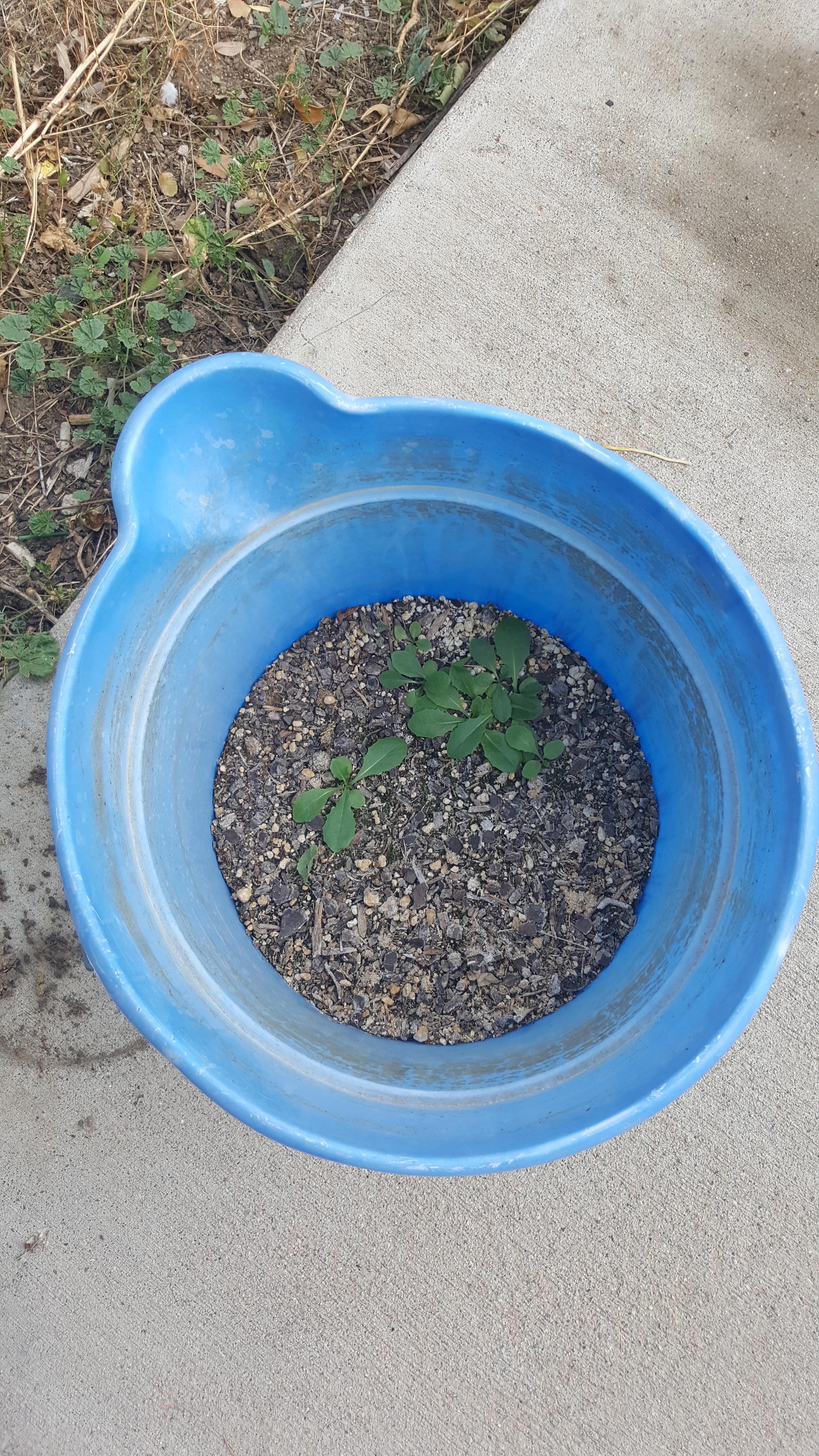 I set a bucket of dirt outside a while back. It decided to grow some