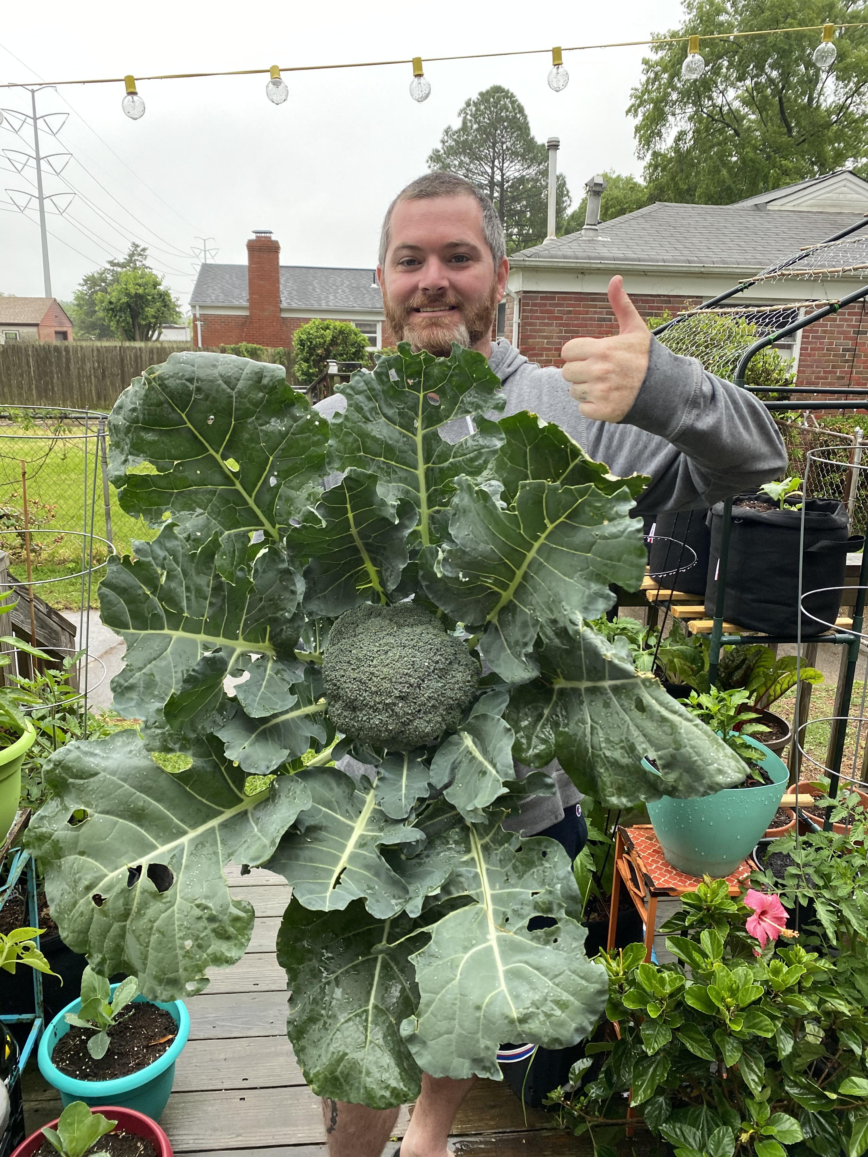 First broccoli of the season! r/gardening