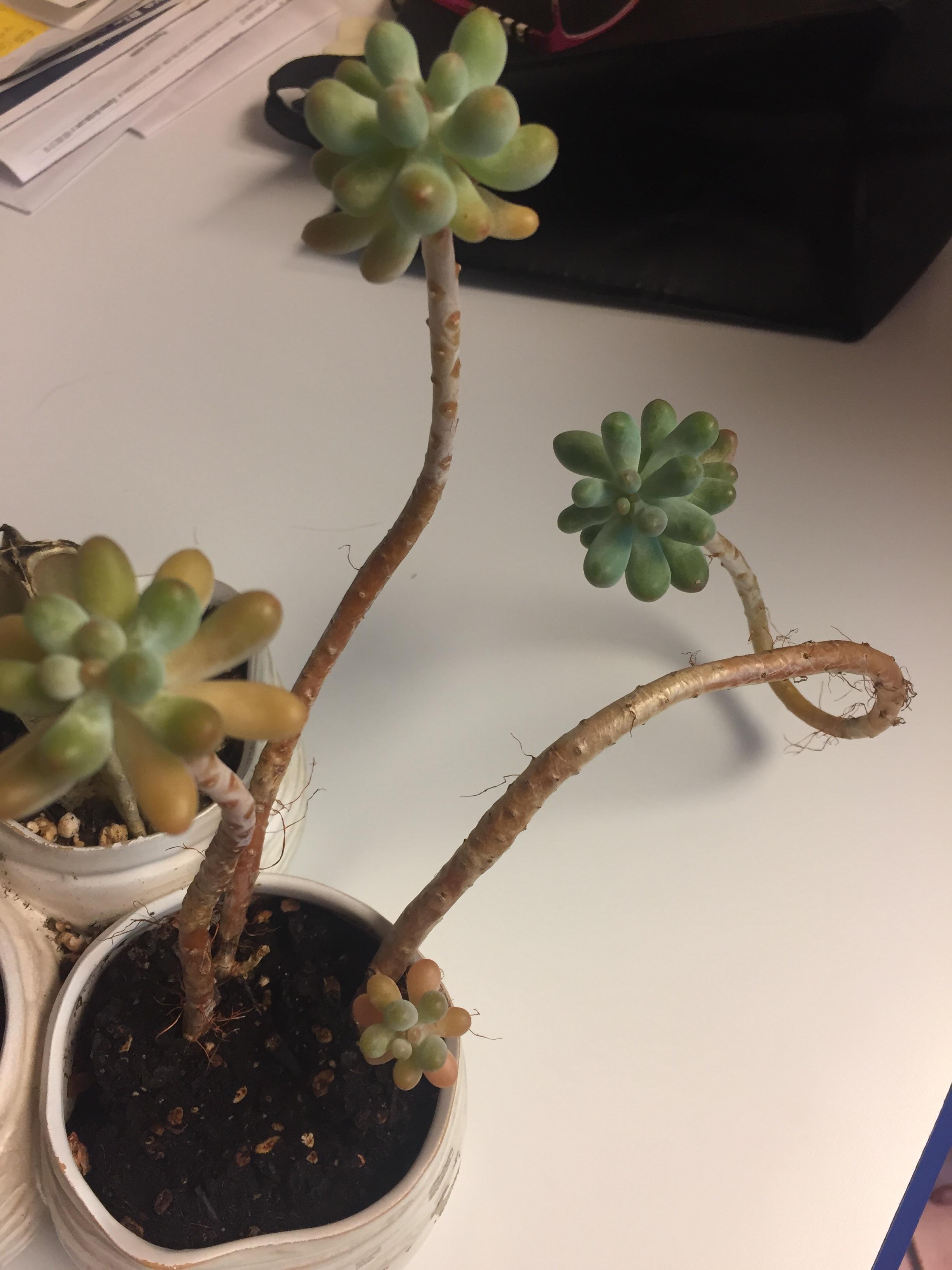 What kind of succulent is this and how should it be planted? r
