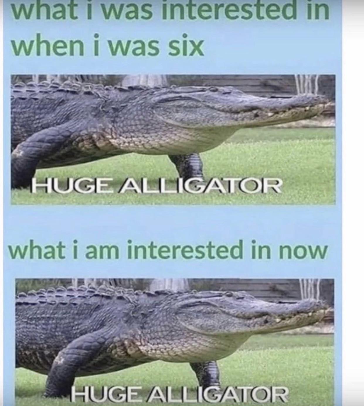 Huge alligator meme